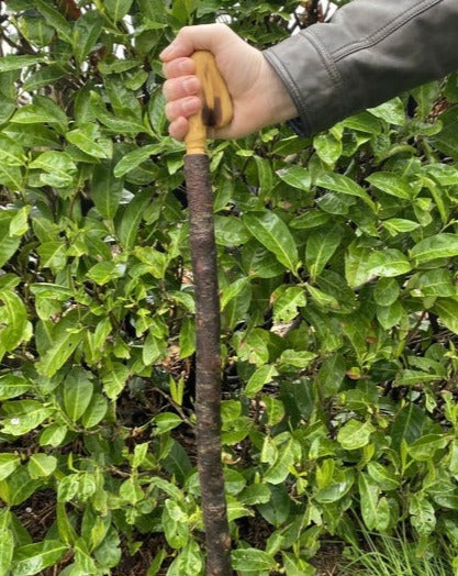 How to Care for a Blackthorn Stick: Maintenance Made Simple