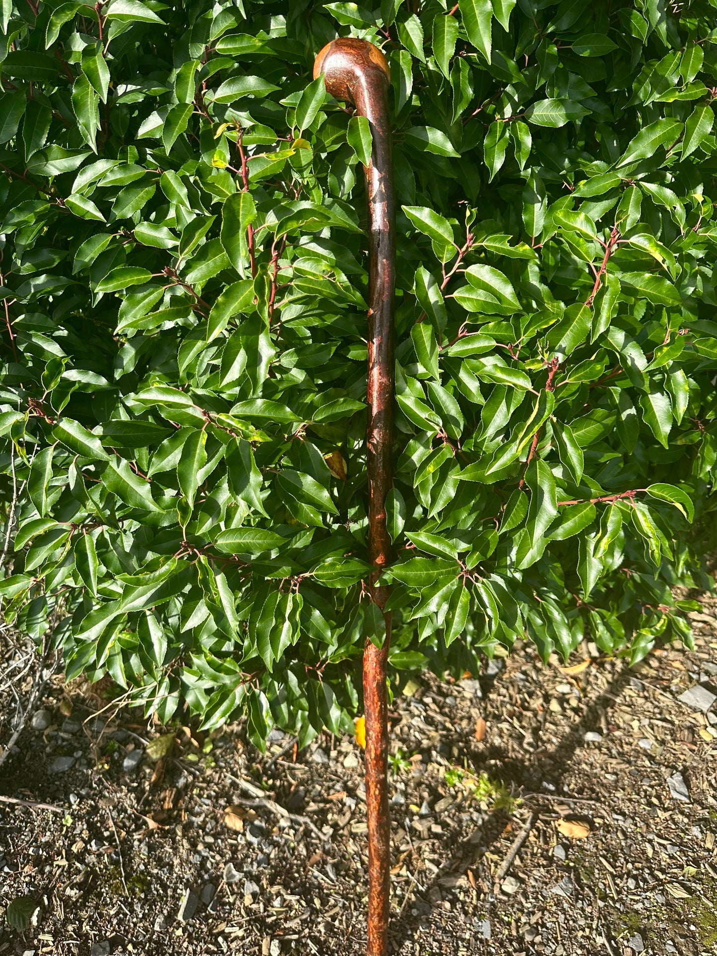 Blackthorn Walking Stick with Round Handle - 110 cm / 43 inches