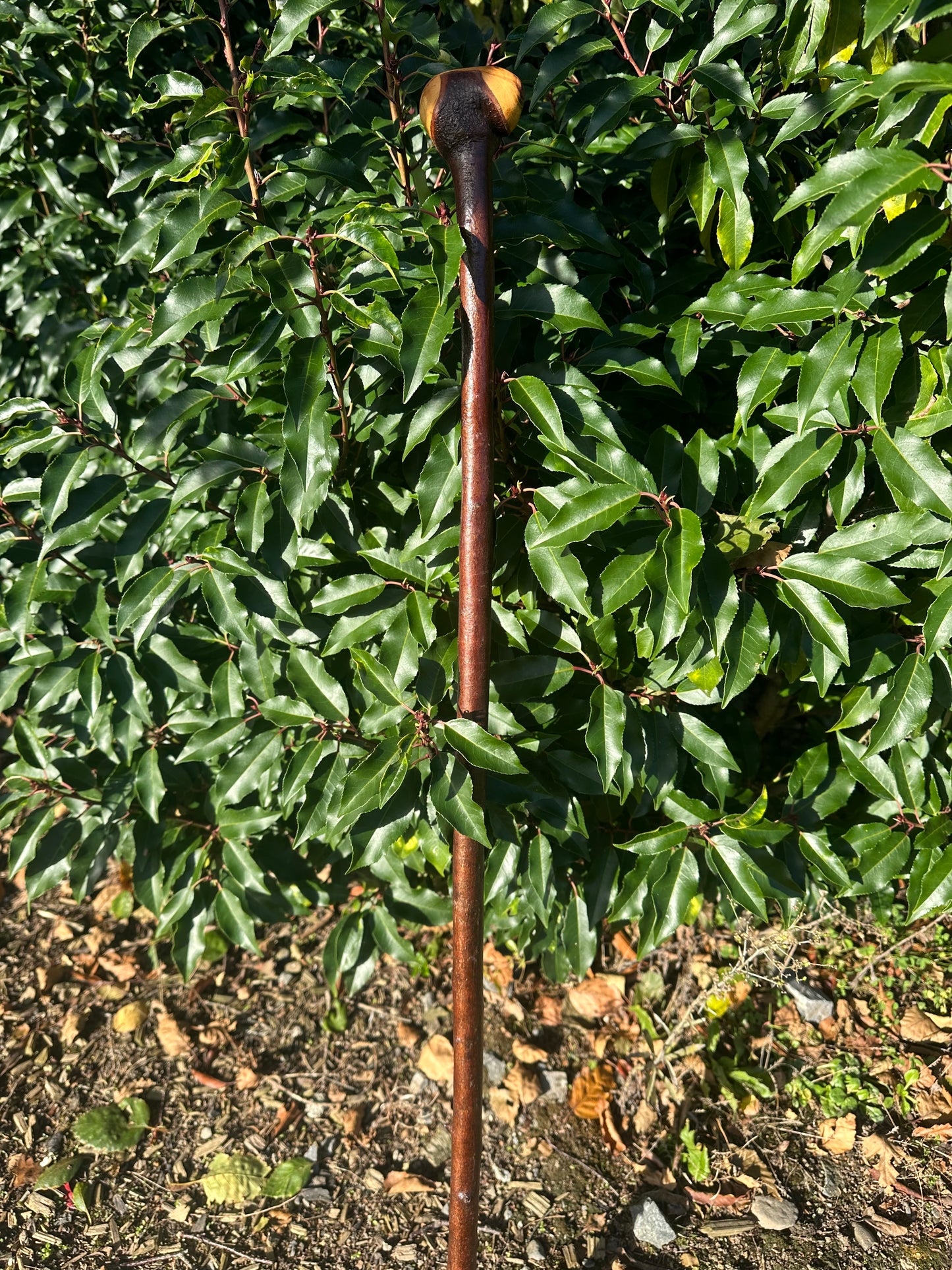 Blackthorn Walking Stick with Round Handle - 96 cm / 37.8 inches