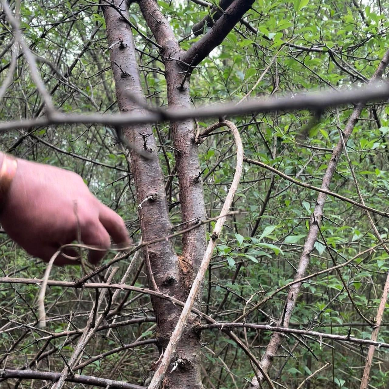 Hazel Knob Walking Stick with Natural Bark – 96 cm (37.8”)