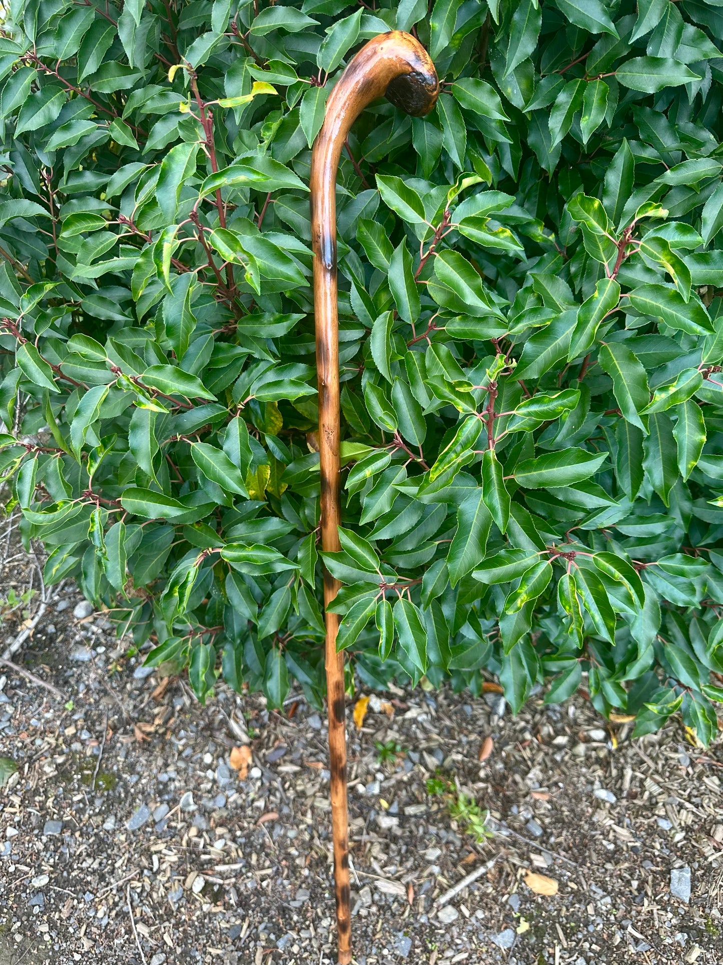 Hazel Walking Stick with Round L Handle and Black Pattern - 102 cm / 40 inches