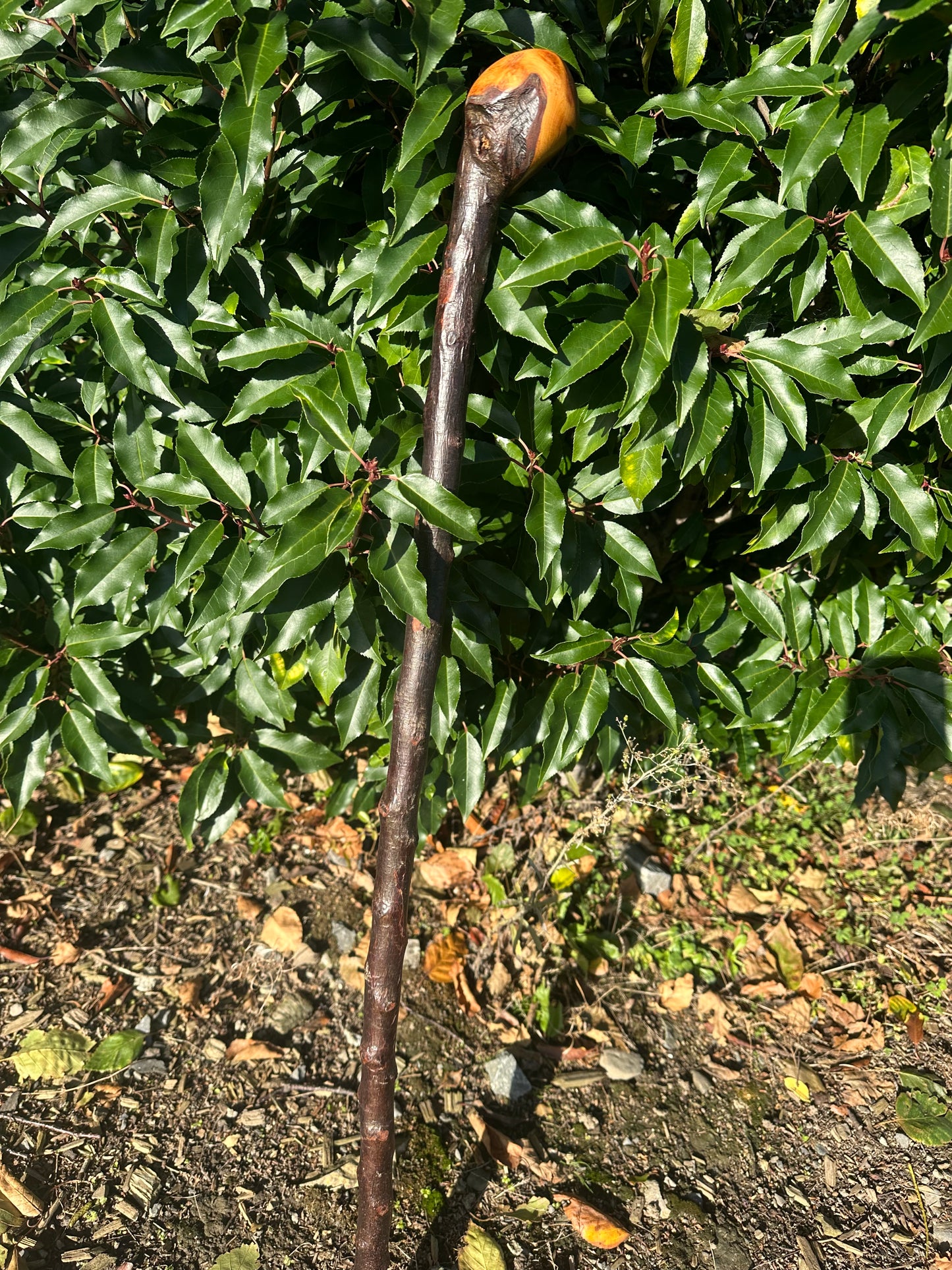 Blackthorn Walking Stick with Round Handle - 85 cm / 33.5 inches