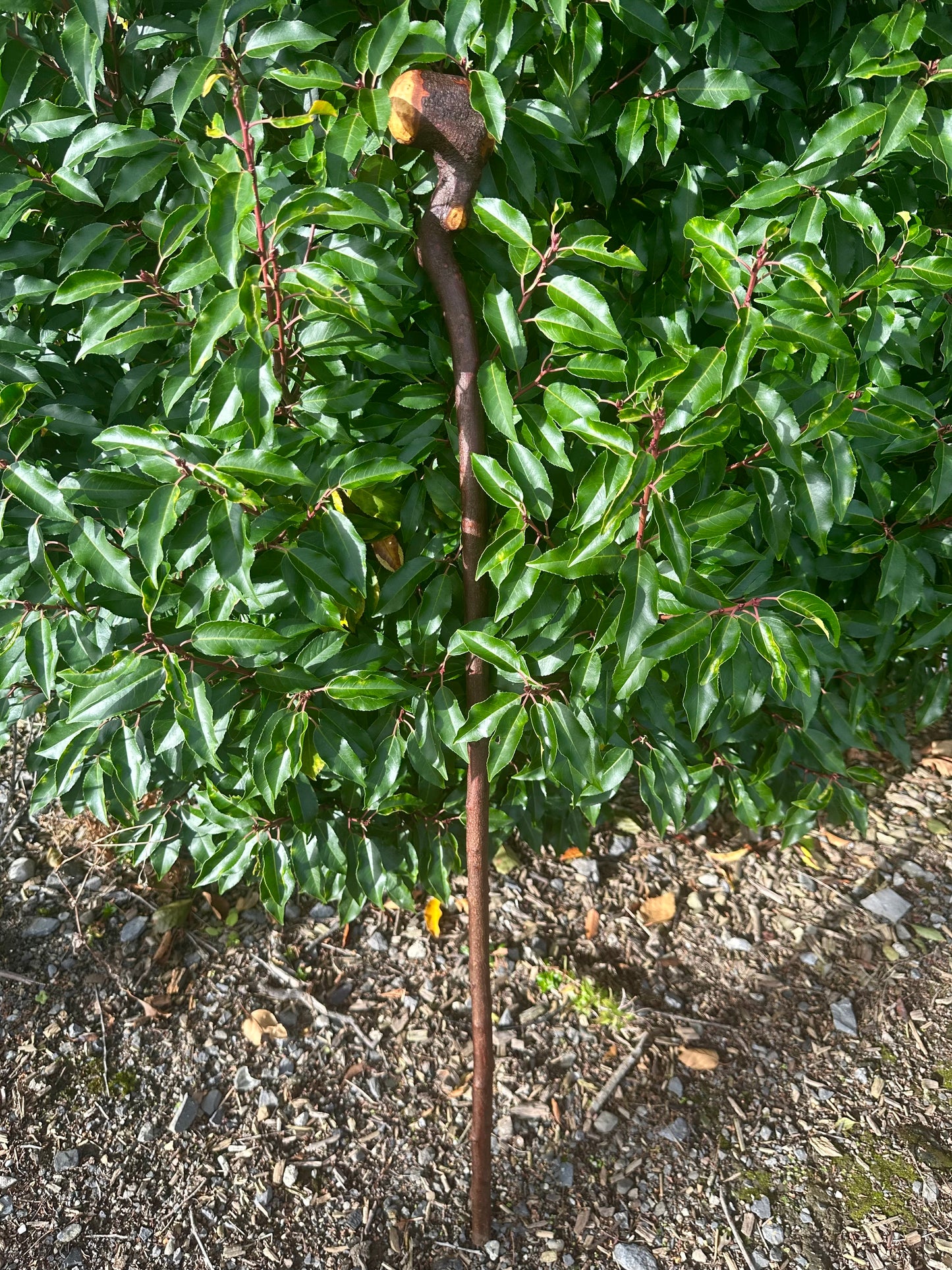 Blackthorn Walking Stick with Round Handle and Natural Dent - 100 cm / 39 inches