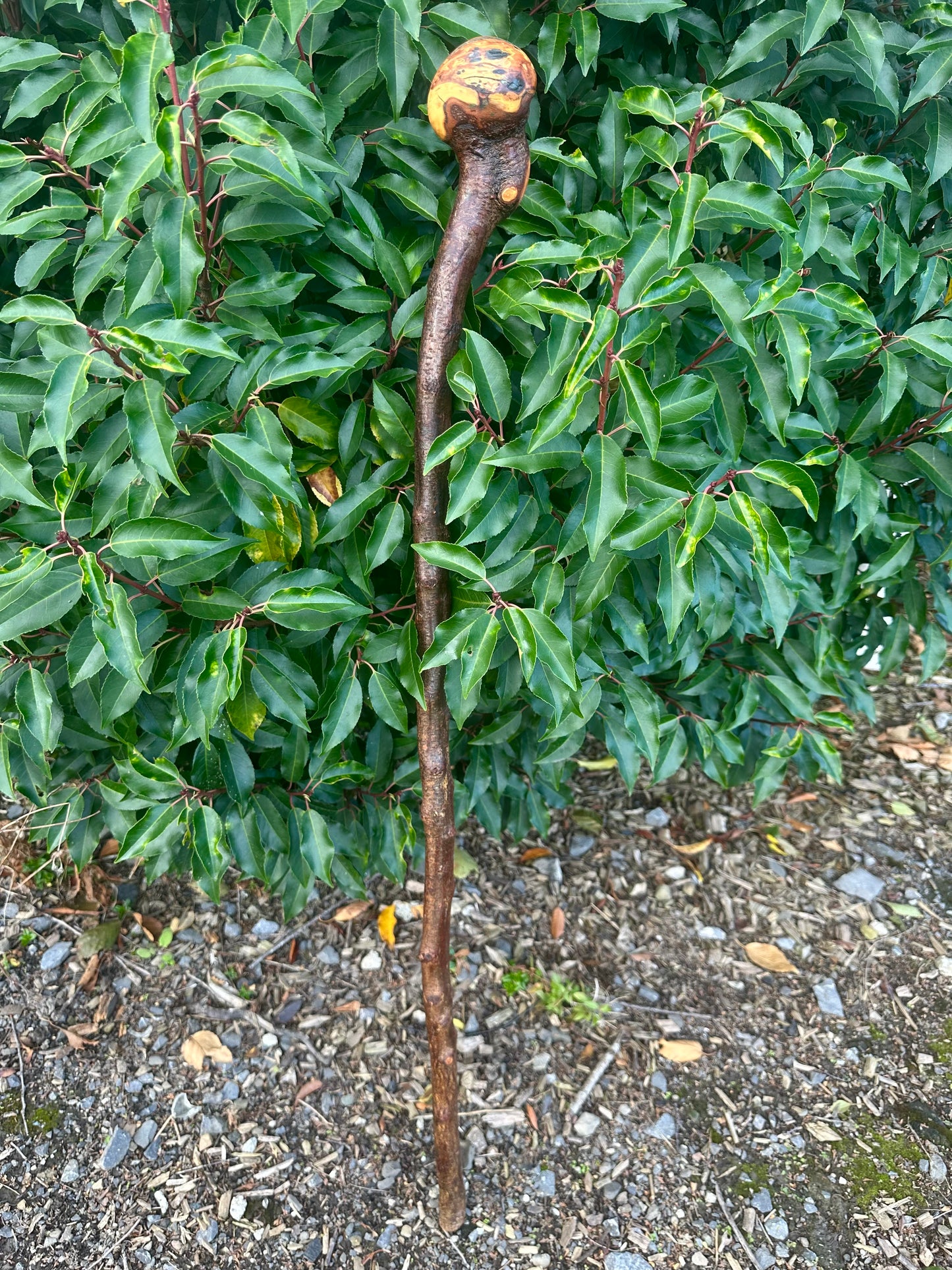 Blackthorn Walking Stick with Round Handle and Natural Dent - 100 cm / 39 inches