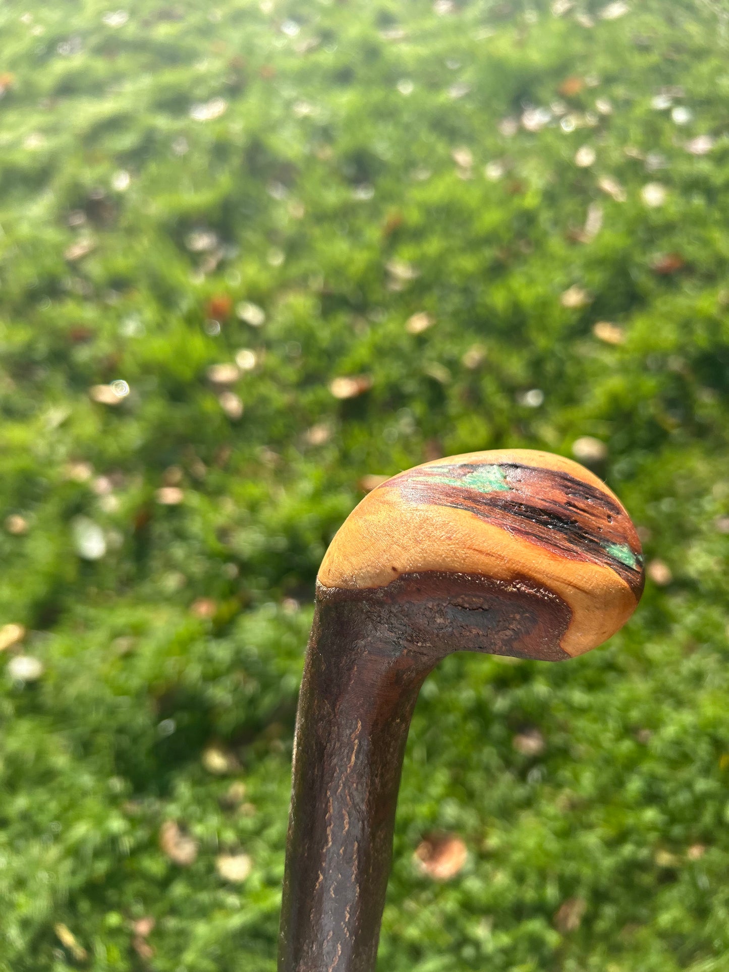 Blackthorn Walking Stick with Round Handle - 97 cm / 38.2 inches