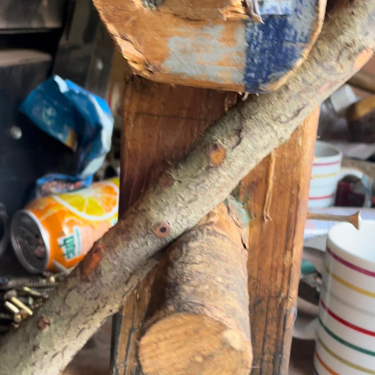 Close-up of raw blackthorn wood before being handcrafted into a traditional Irish shillelagh walking stick