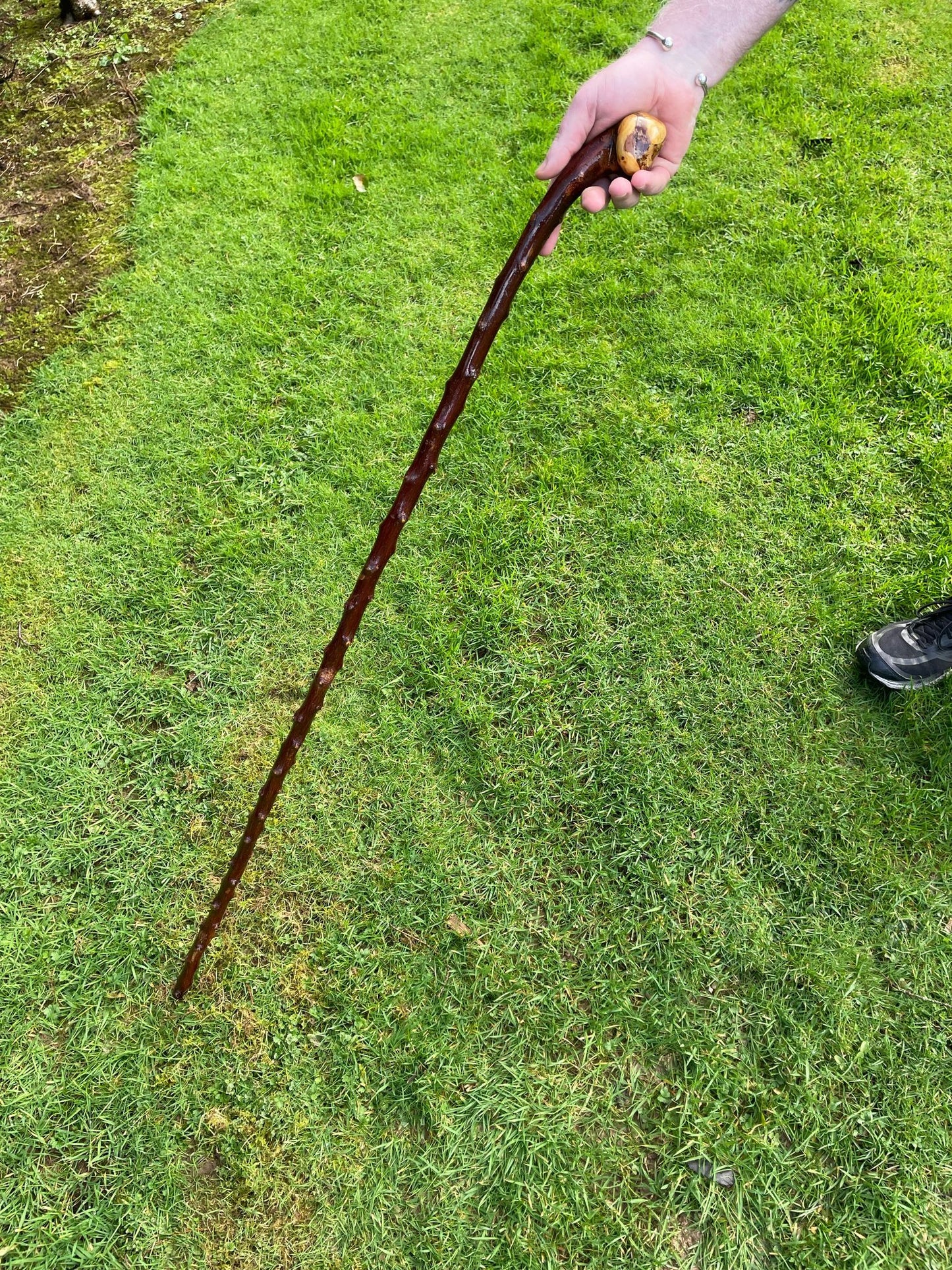 One piece blackthorn hiking stick 50 inches tall (127 cm) plenty knuckles