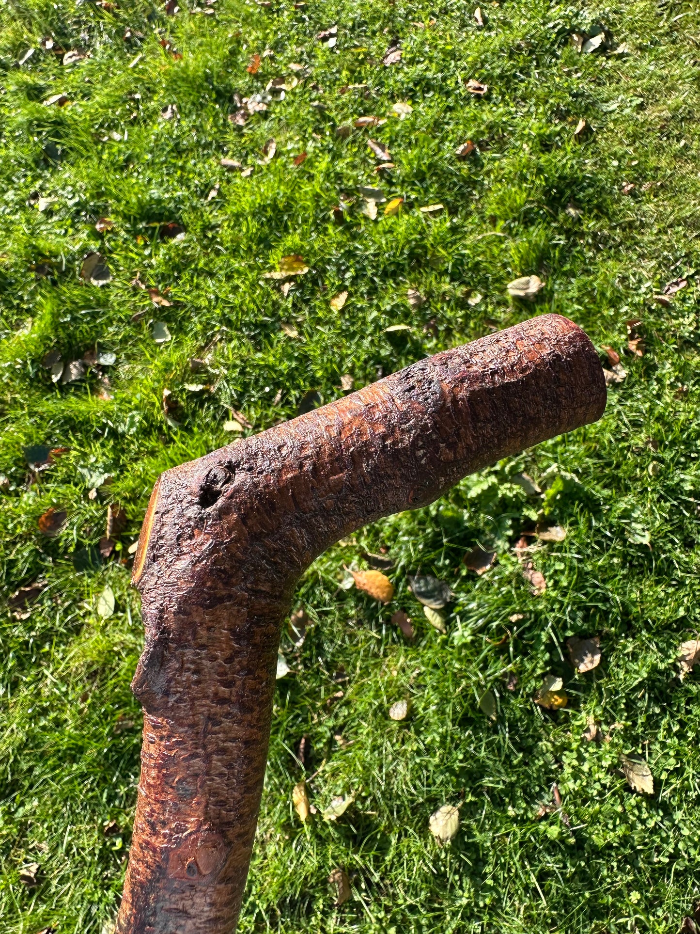 Blackthorn Walking Stick with L Handle - 105 cm / 41.3 inches