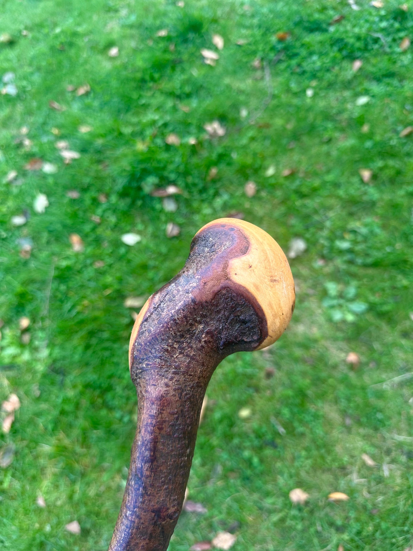 Blackthorn Walking Stick with Round Handle and Natural Dent - 100 cm / 39 inches