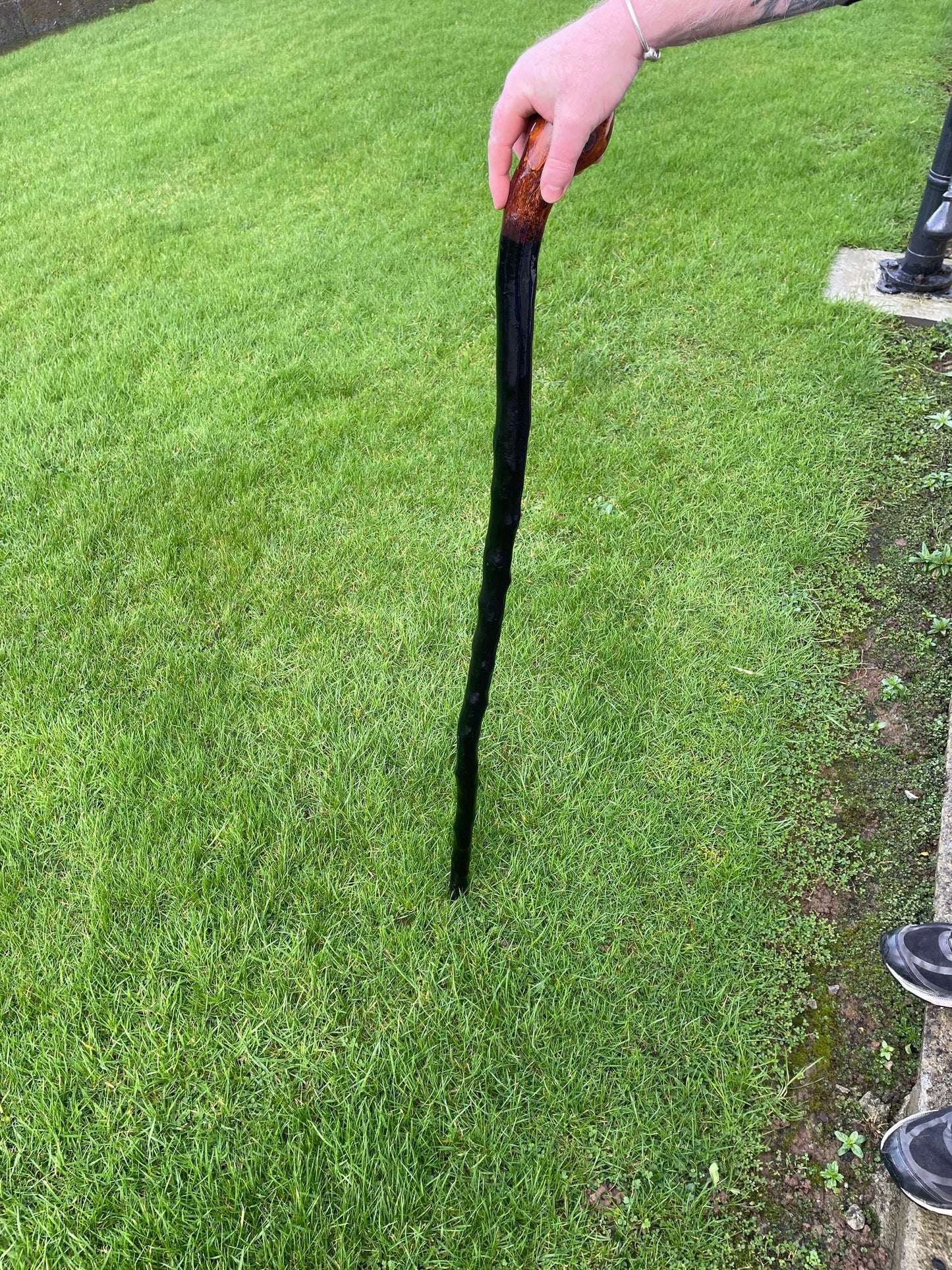 Lovely strong whitethorn beautiful colouring in the head 46 inches (116 cm) tall