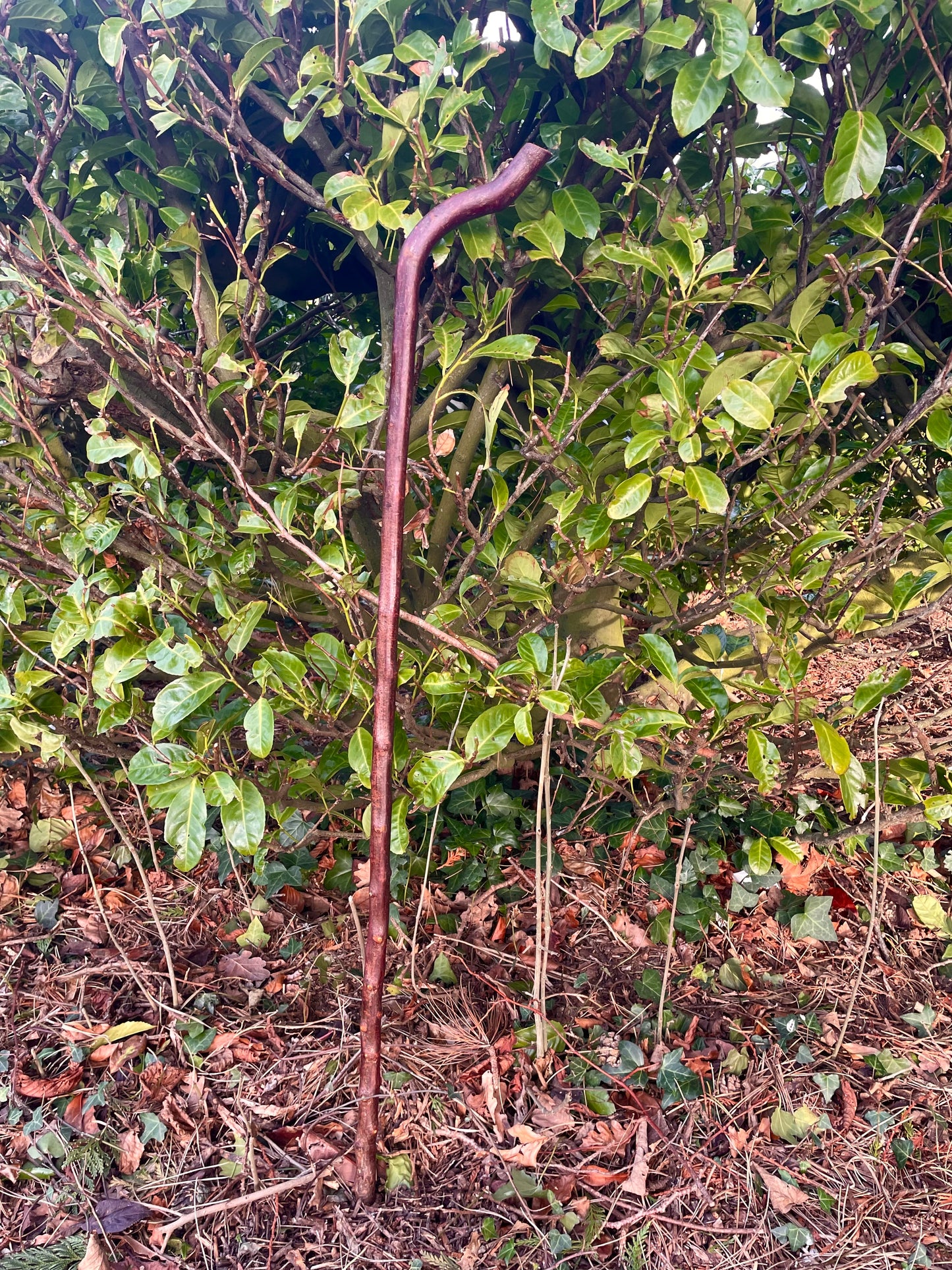 Beechwood Hiking stick