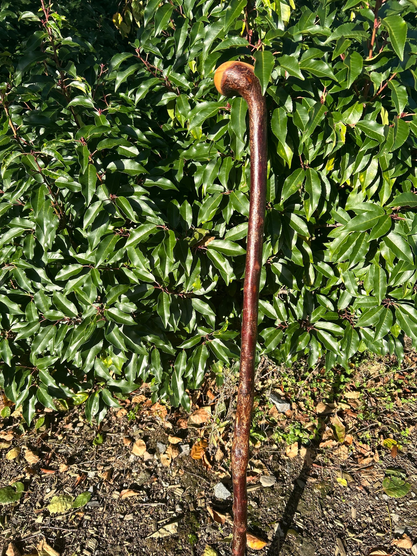 Blackthorn Walking Stick with Round Handle - 97 cm / 38.2 inches