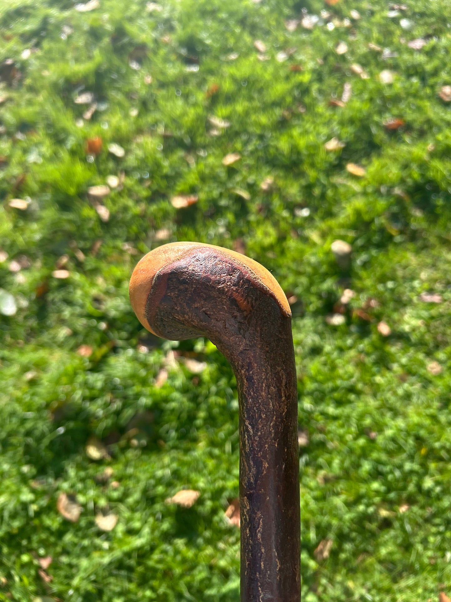 Blackthorn Walking Stick with Round Handle - 97 cm / 38.2 inches