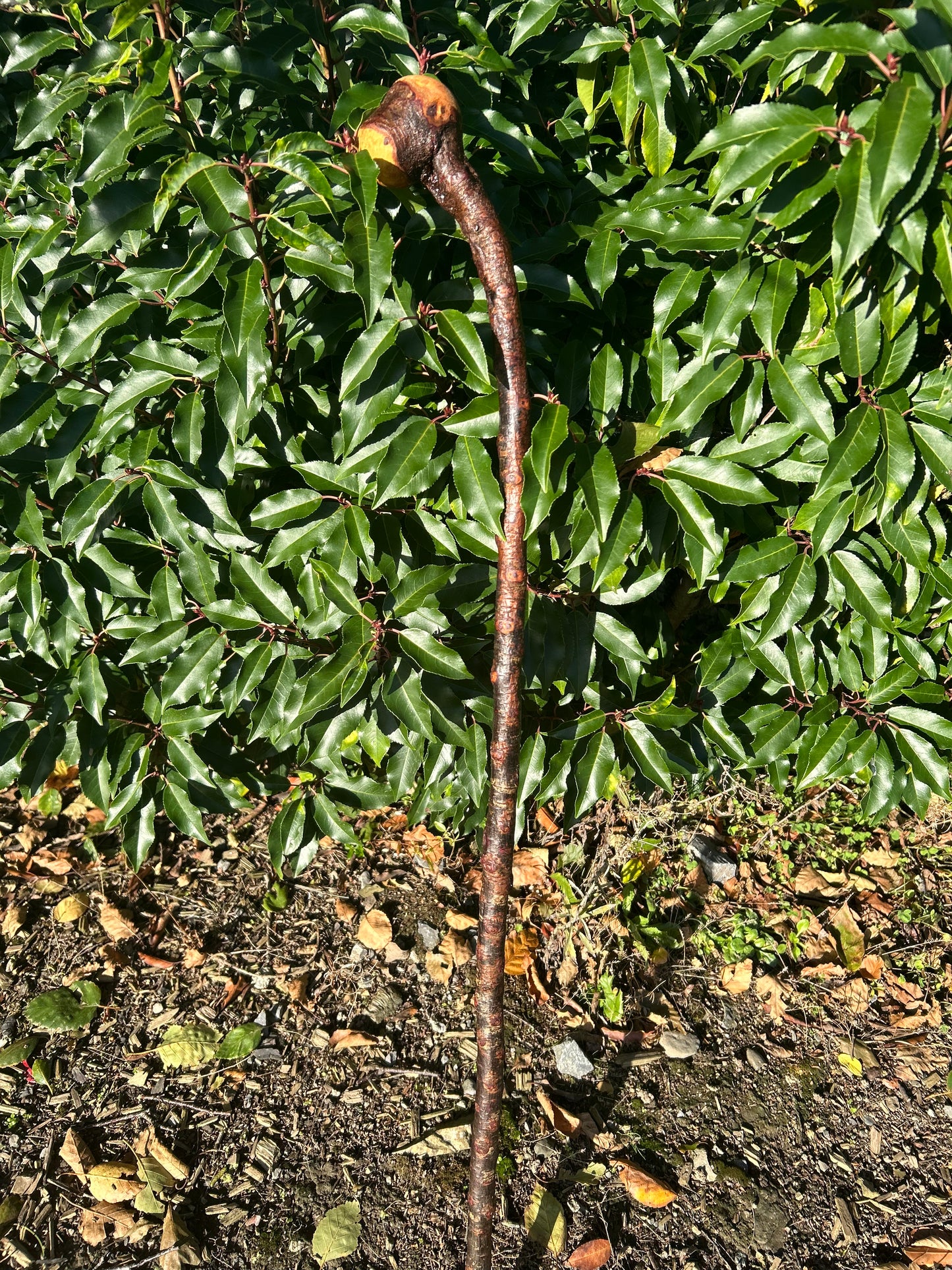 Blackthorn Walking Stick with Round Handle - 95 cm / 37.4 inches
