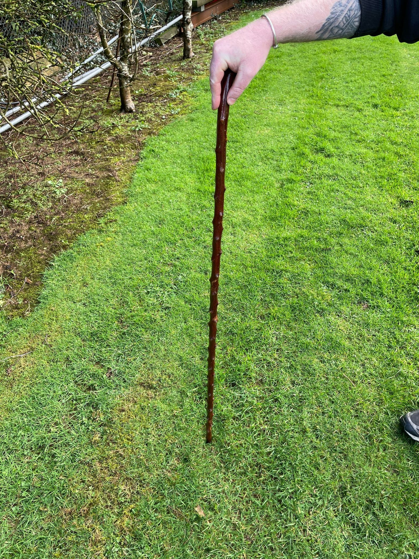 One piece blackthorn hiking stick 50 inches tall (127 cm) plenty knuckles