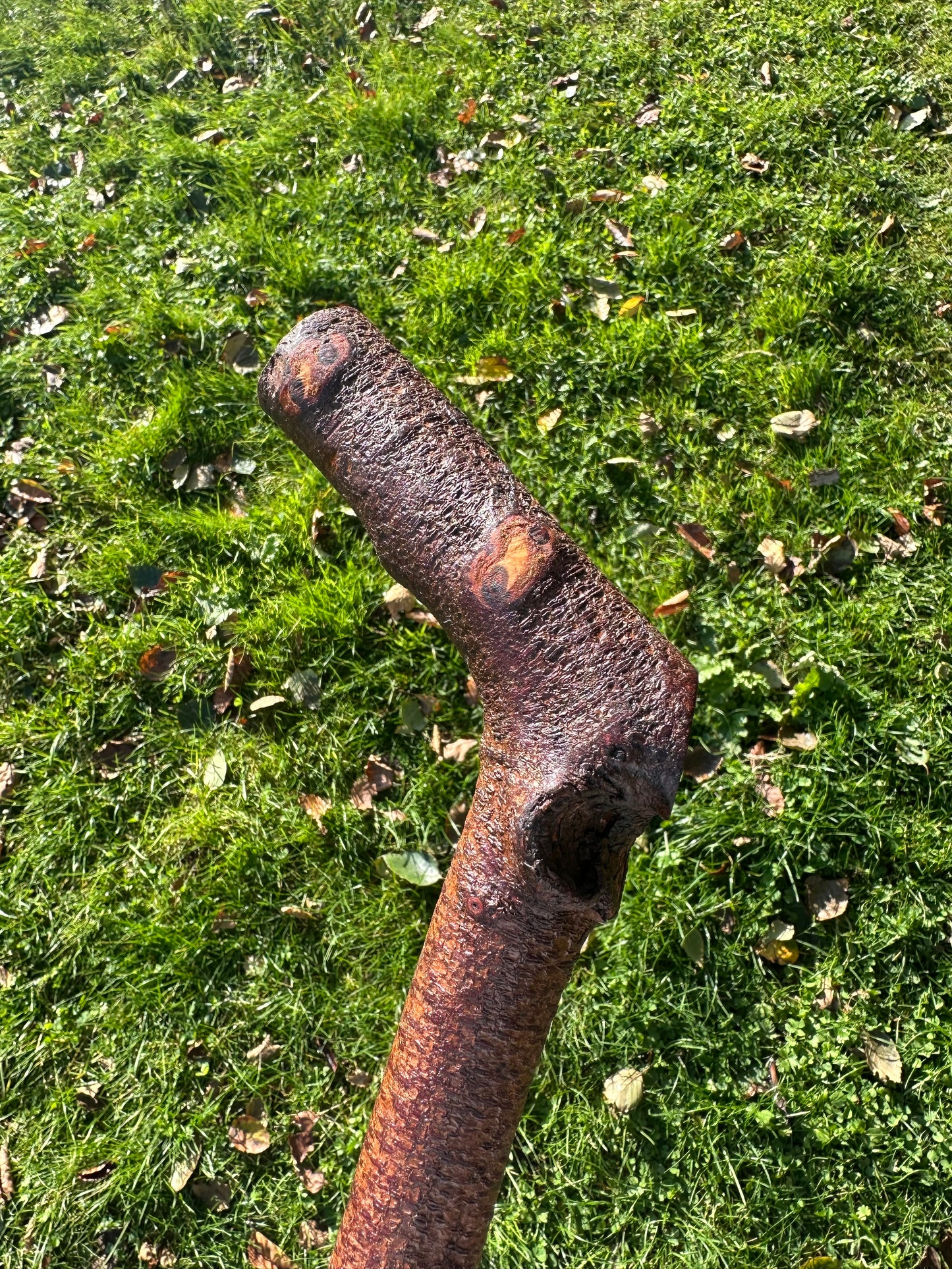 Blackthorn Walking Stick with L Handle - 105 cm / 41.3 inches