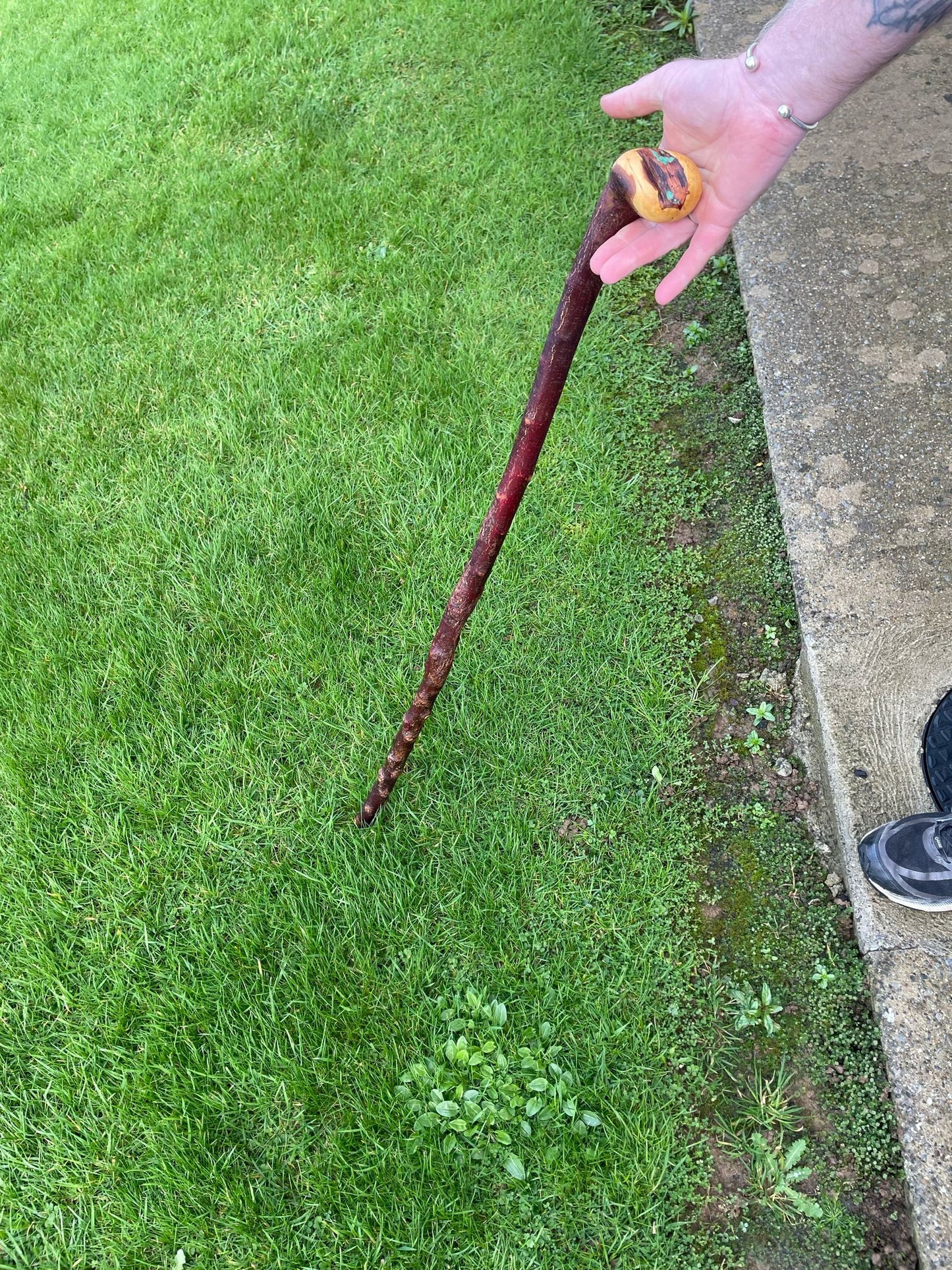 Nice Irish blackthorn some purple hearts showing in the head 39 inches (99 cm) tall