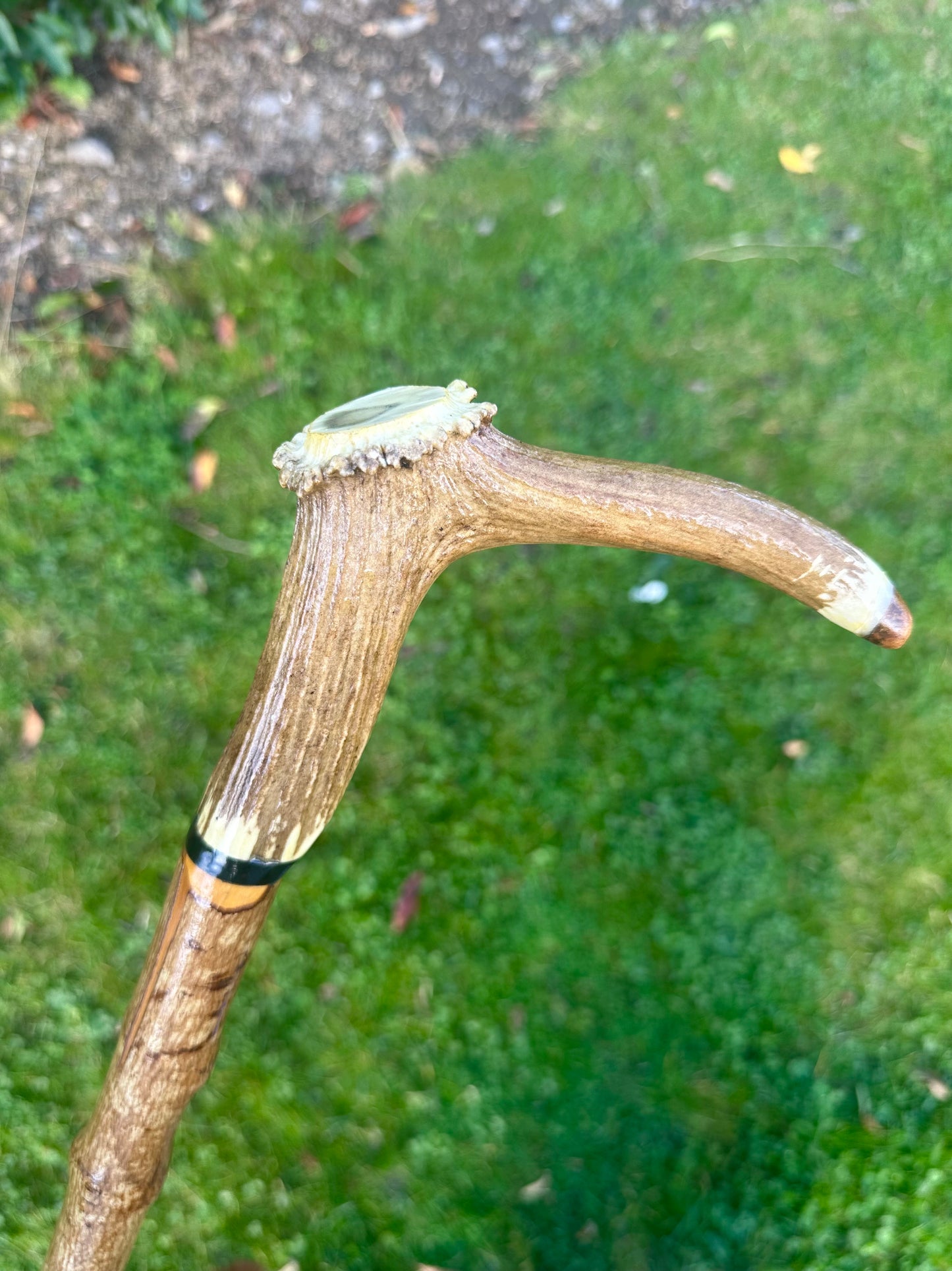 Hazel Walking Stick with Deer Antler Handle - 100 cm / 39 inches