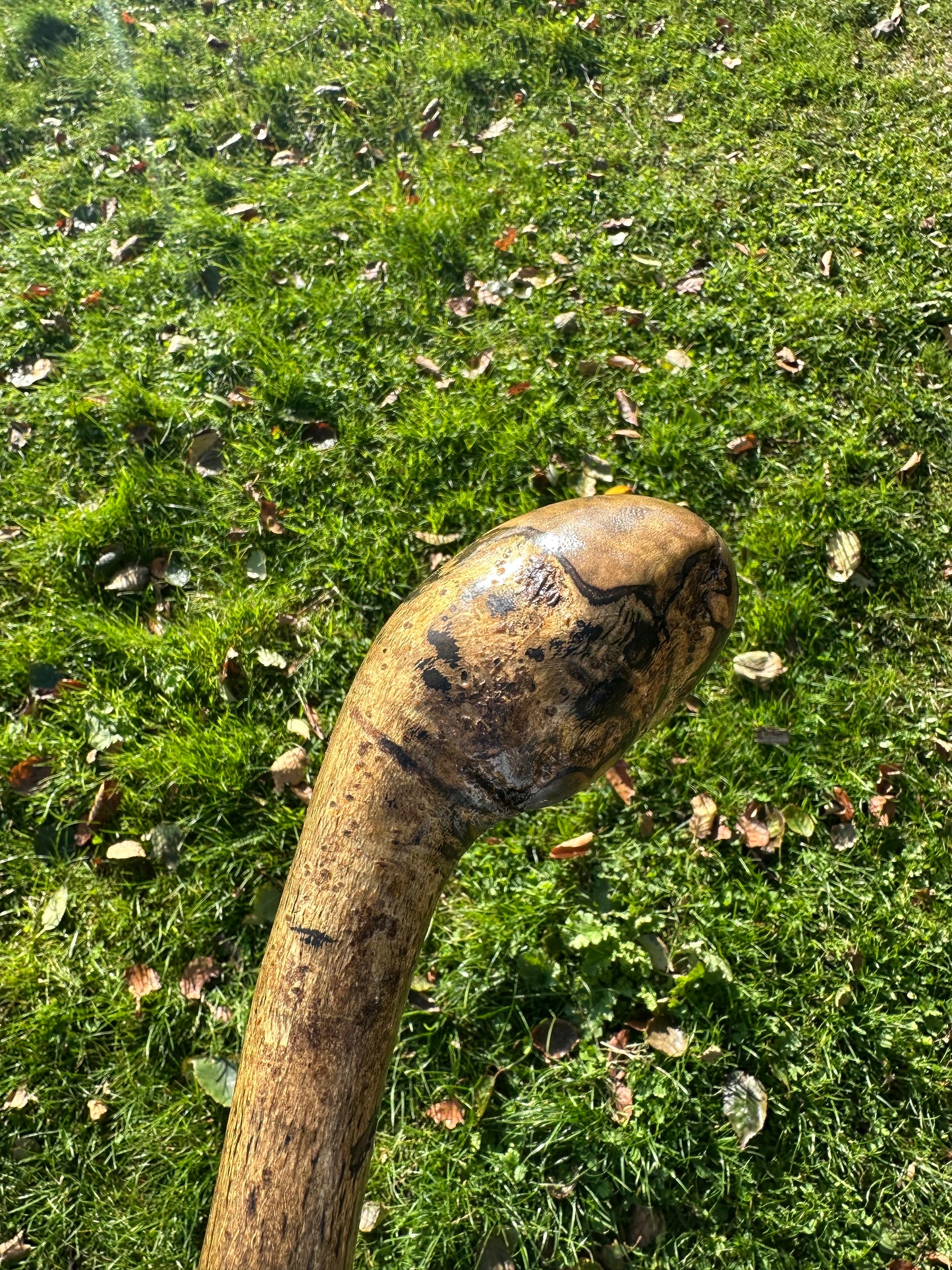 Hazel Walking Stick with Round Handle - 98 cm / 38.6 inches