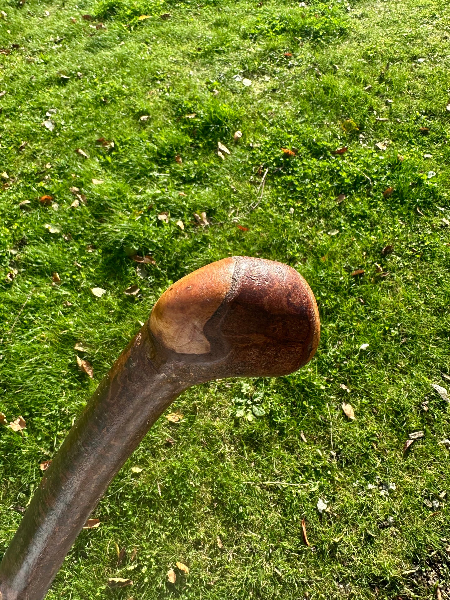 Blackthorn Walking Stick with Round Handle - 110 cm / 43 inches