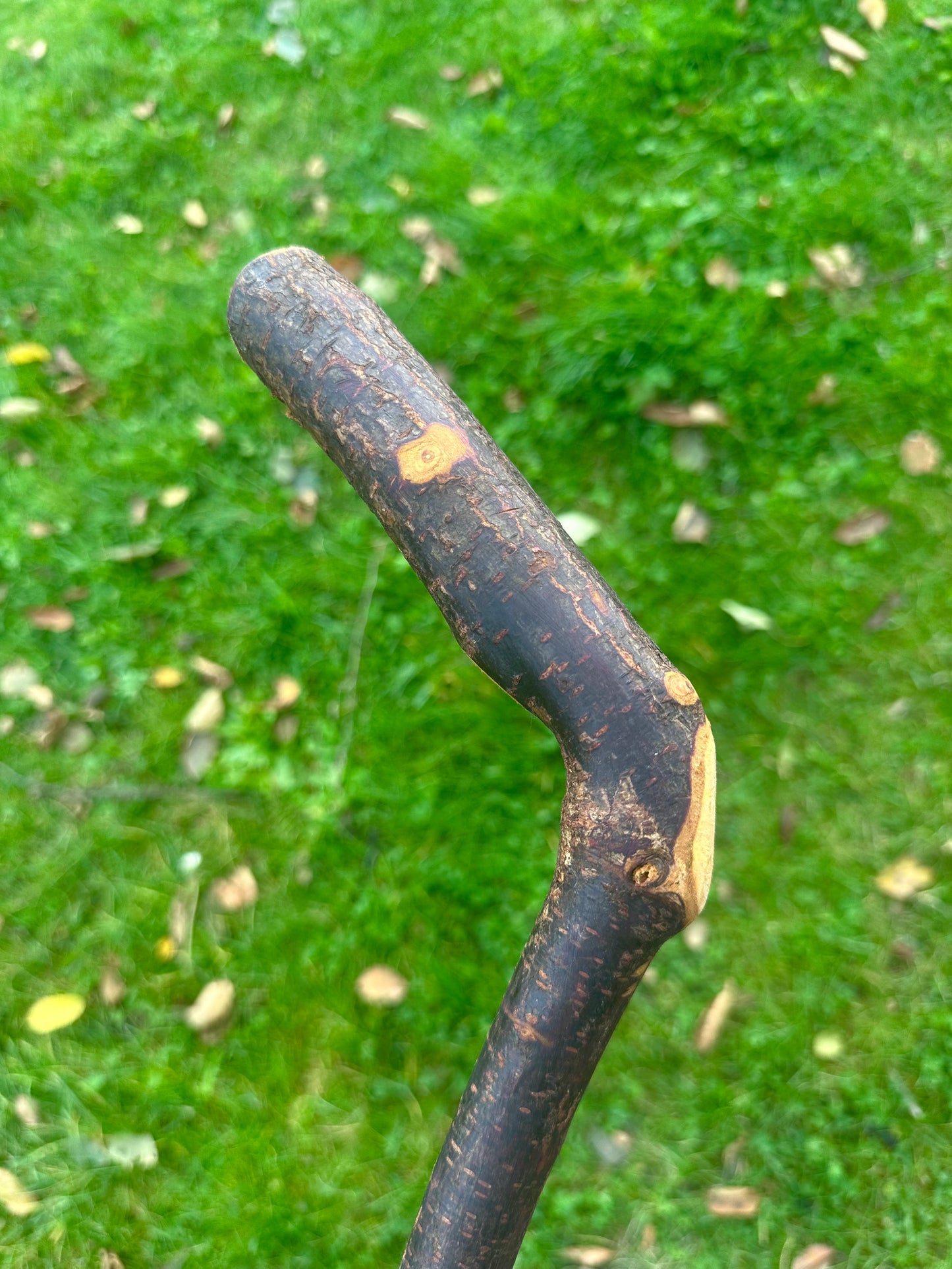 Blackthorn Walking Stick with L Handle - 110 cm / 43 inches