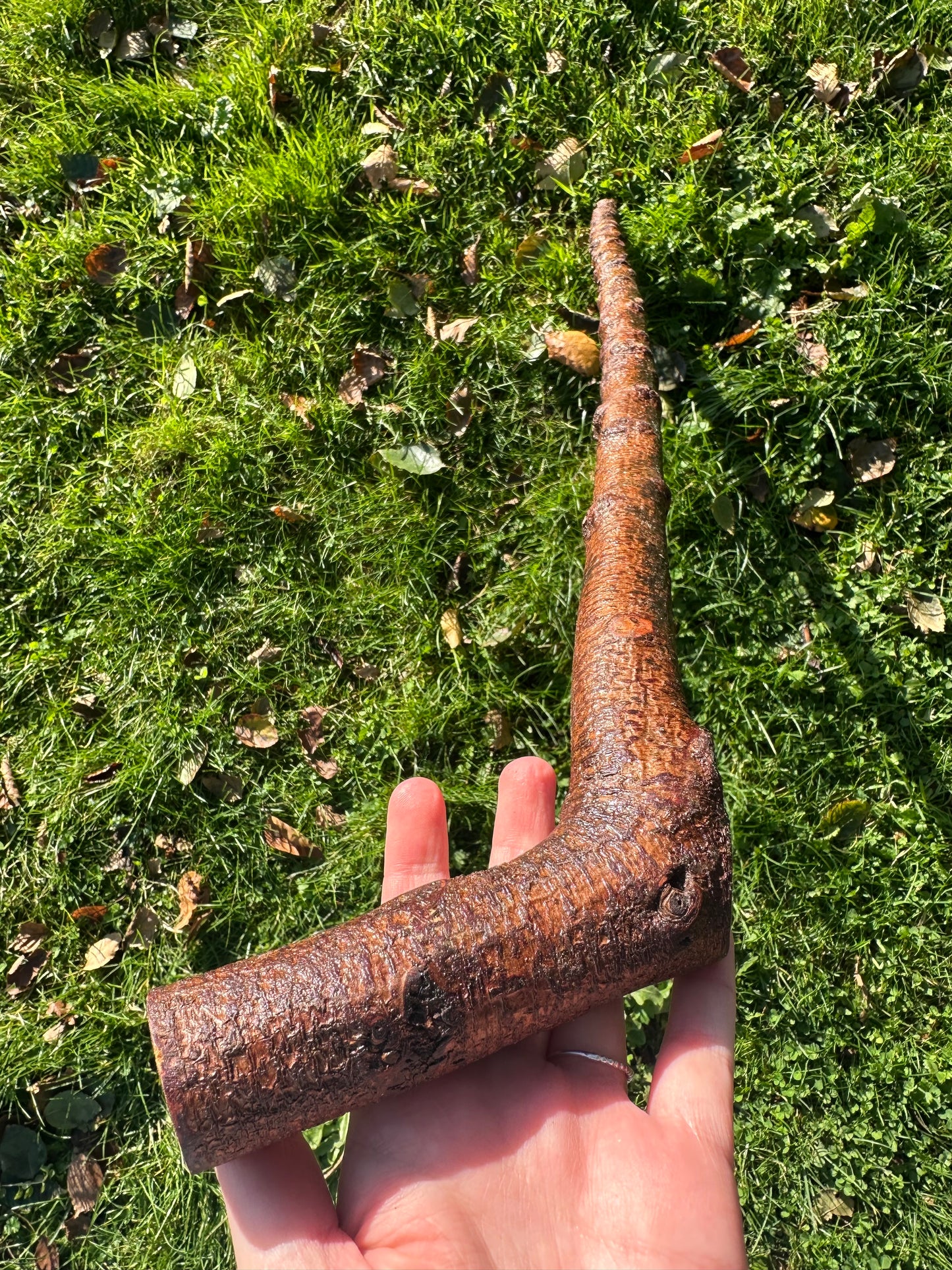 Blackthorn Walking Stick with L Handle - 105 cm / 41.3 inches