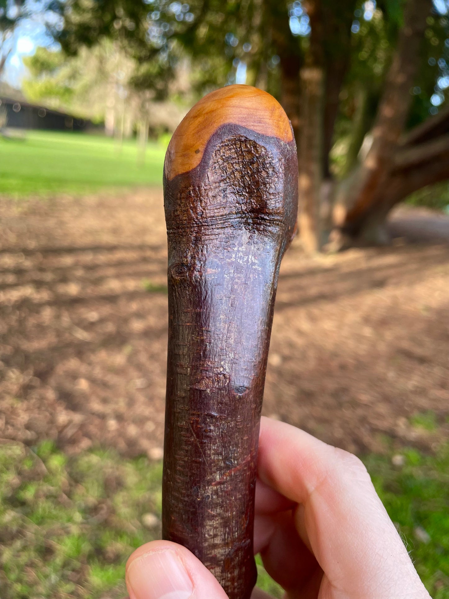 Knob & Curve Blackthorn | Irish Walking Sticks