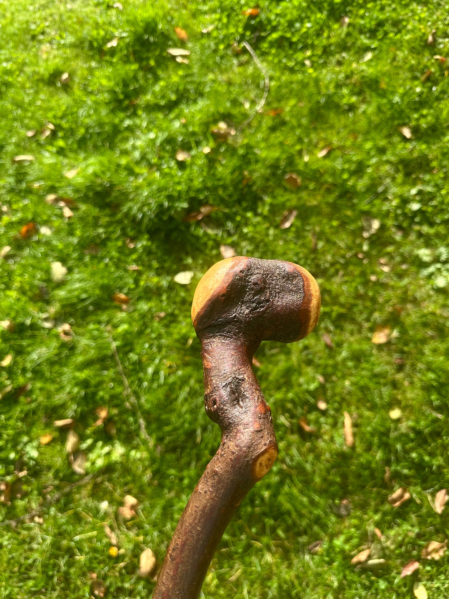 Blackthorn Walking Stick with Round Handle and Natural Dent - 100 cm / 39 inches