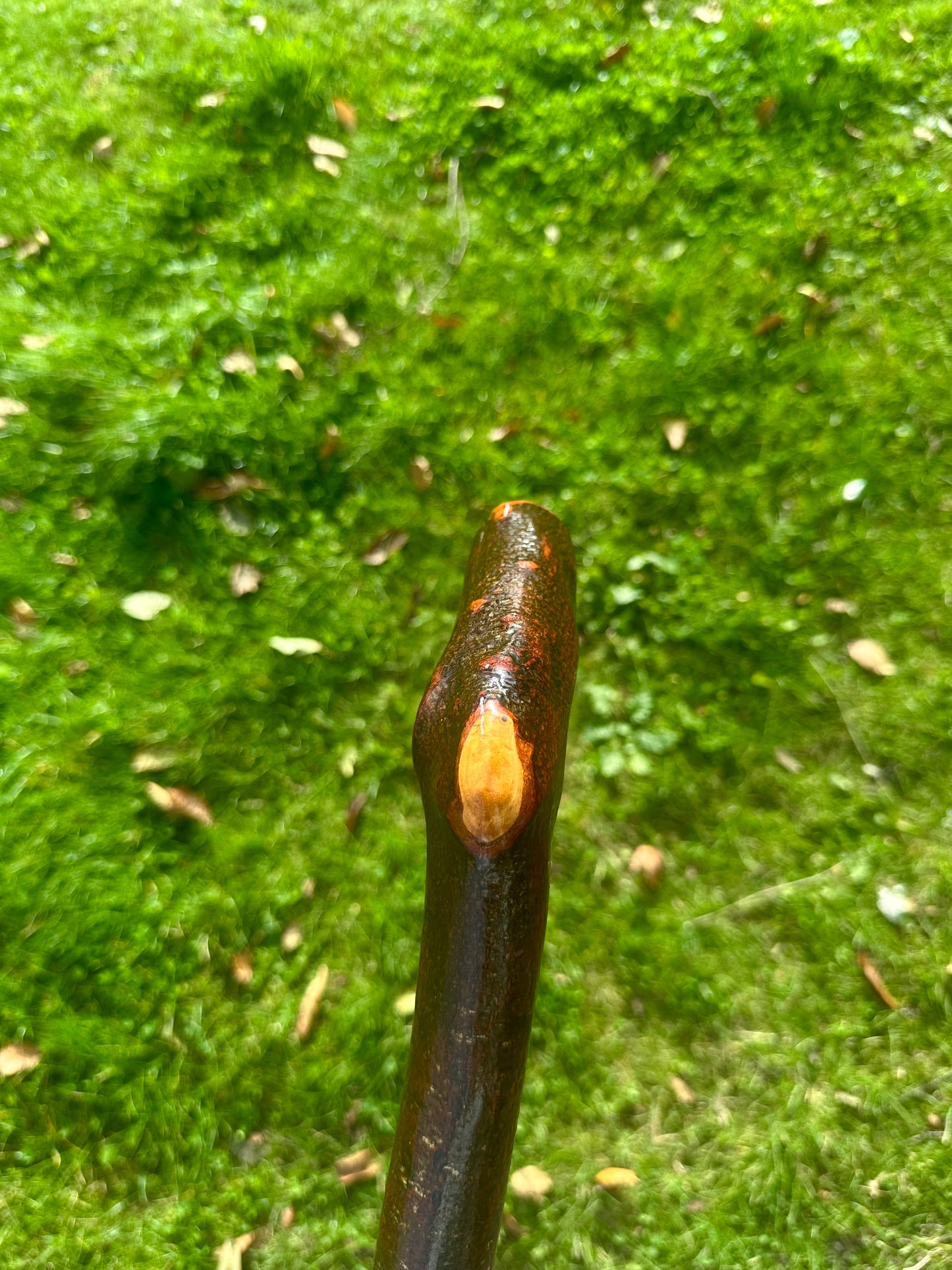 Blackthorn Walking Stick with L Handle - 110 cm / 43 inches