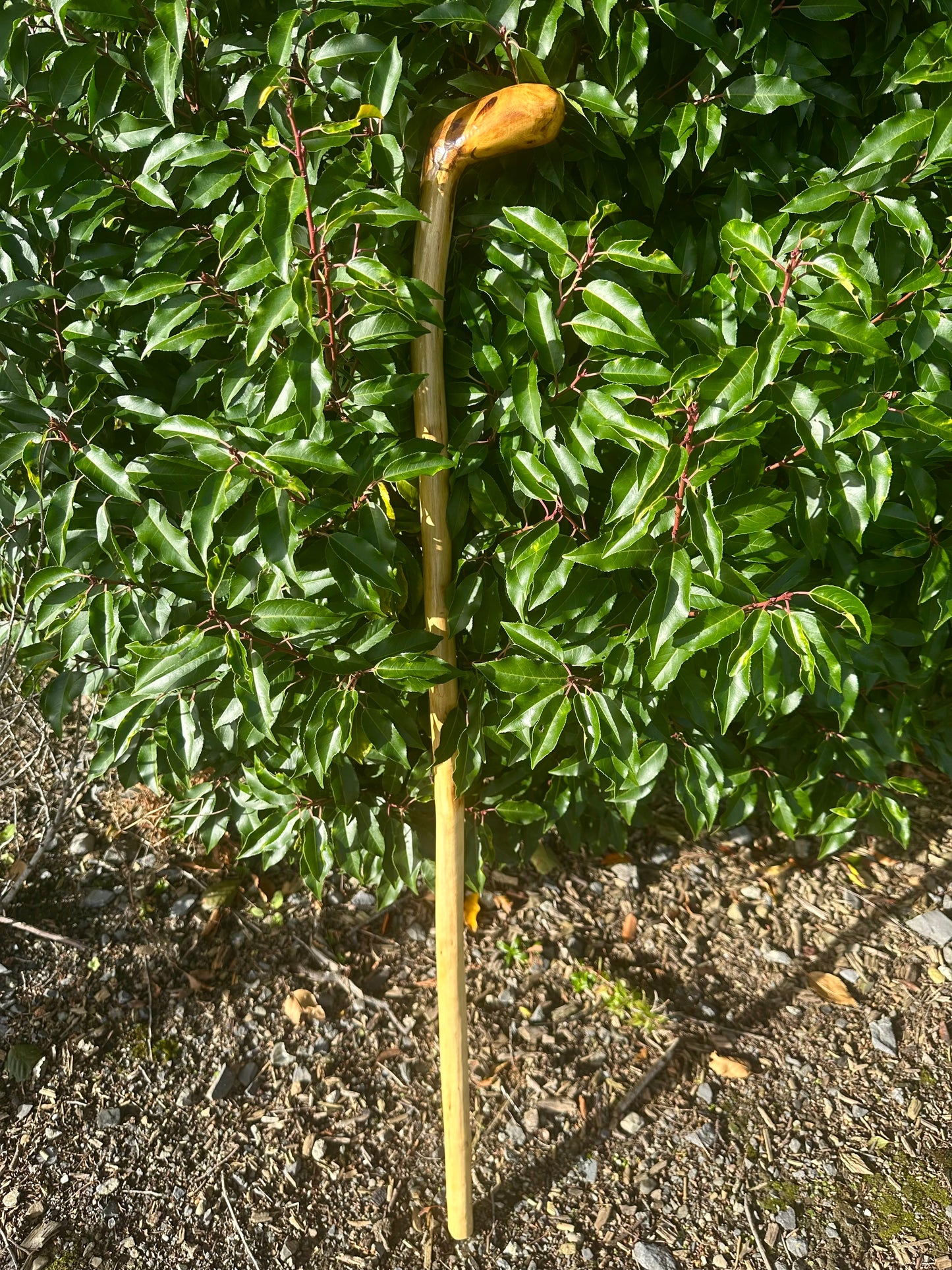 Hazel Walking Stick with L Handle - 105 cm / 41 inches