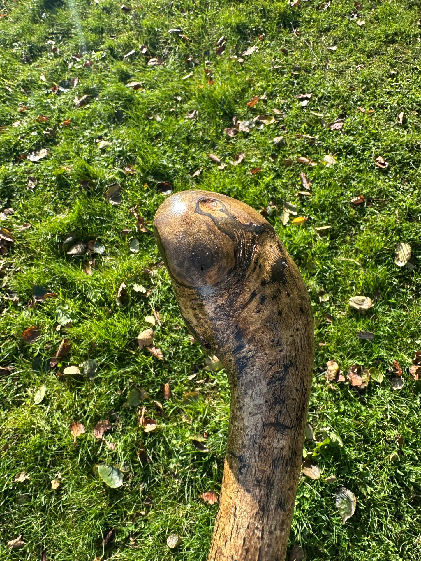 Hazel Walking Stick with Round Handle - 98 cm / 38.6 inches