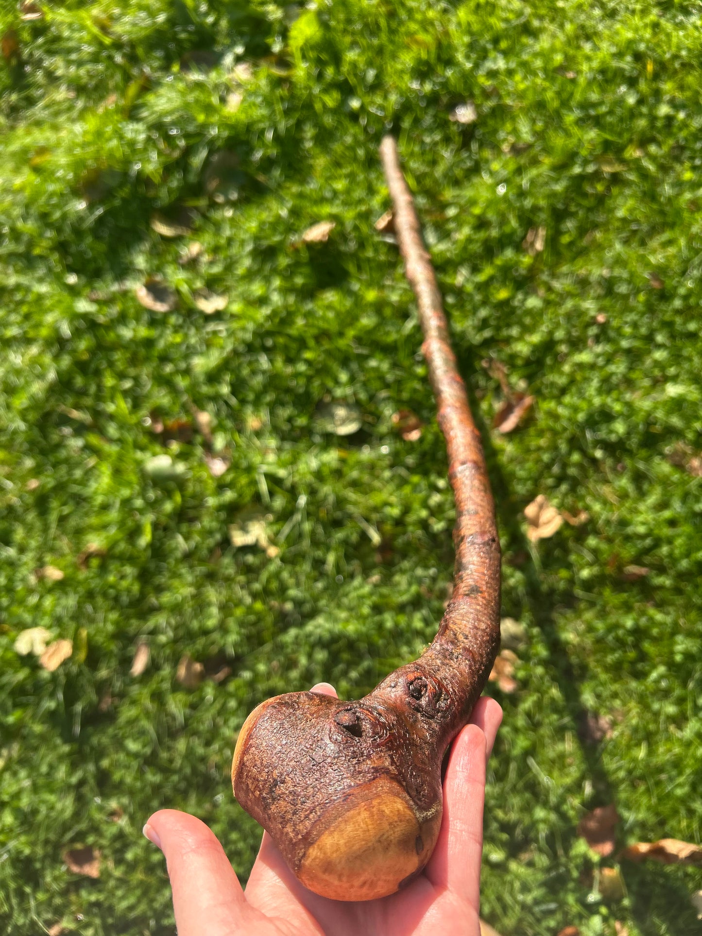 Blackthorn Walking Stick with Round Handle - 95 cm / 37.4 inches