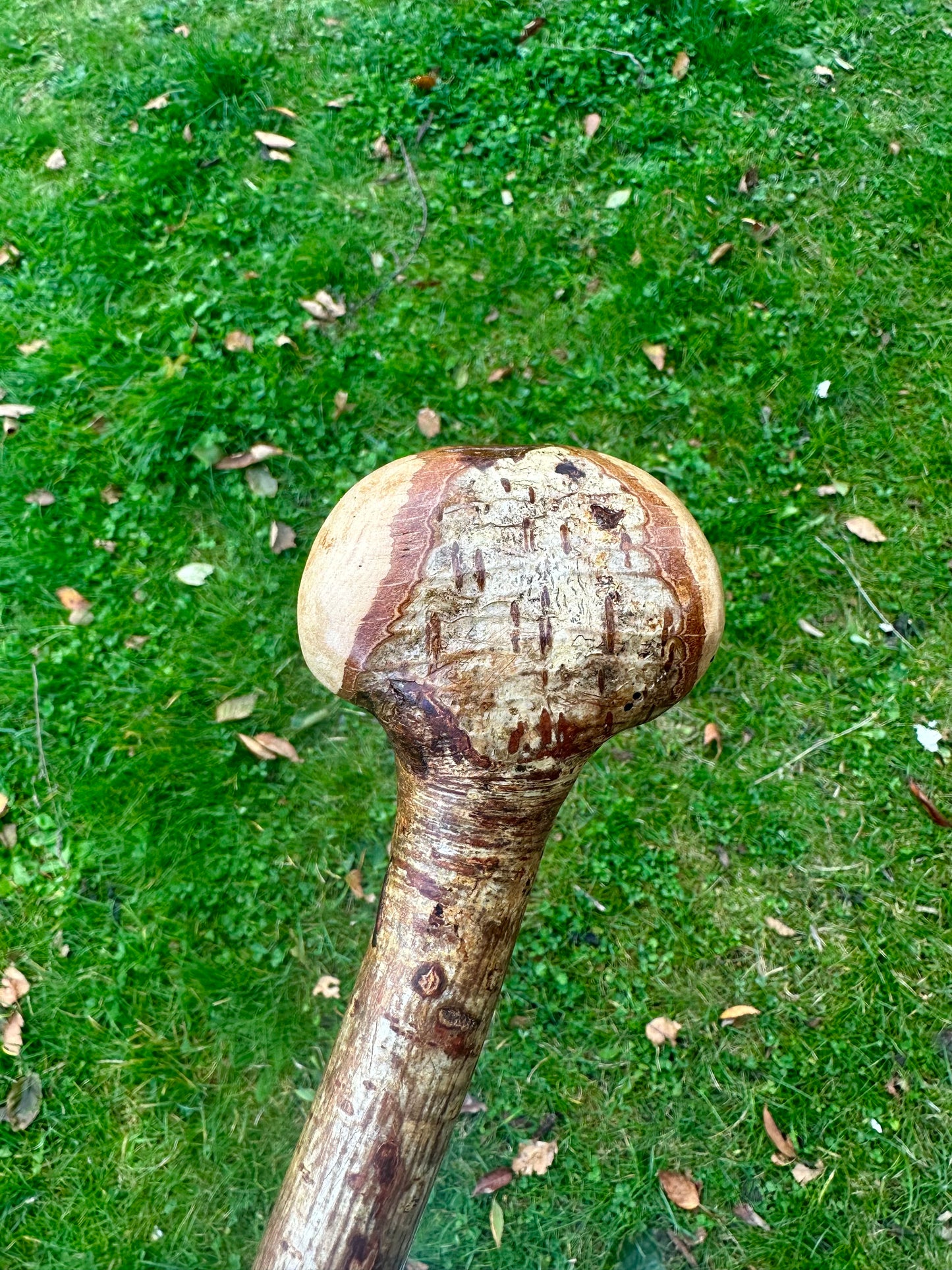 Hazel Walking Stick with Round Handle 97 cm / 38 inches