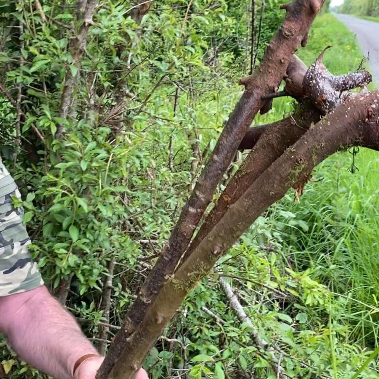 Tall Blackthorn Shillelagh Knob Stick – 116 cm (45.7”)