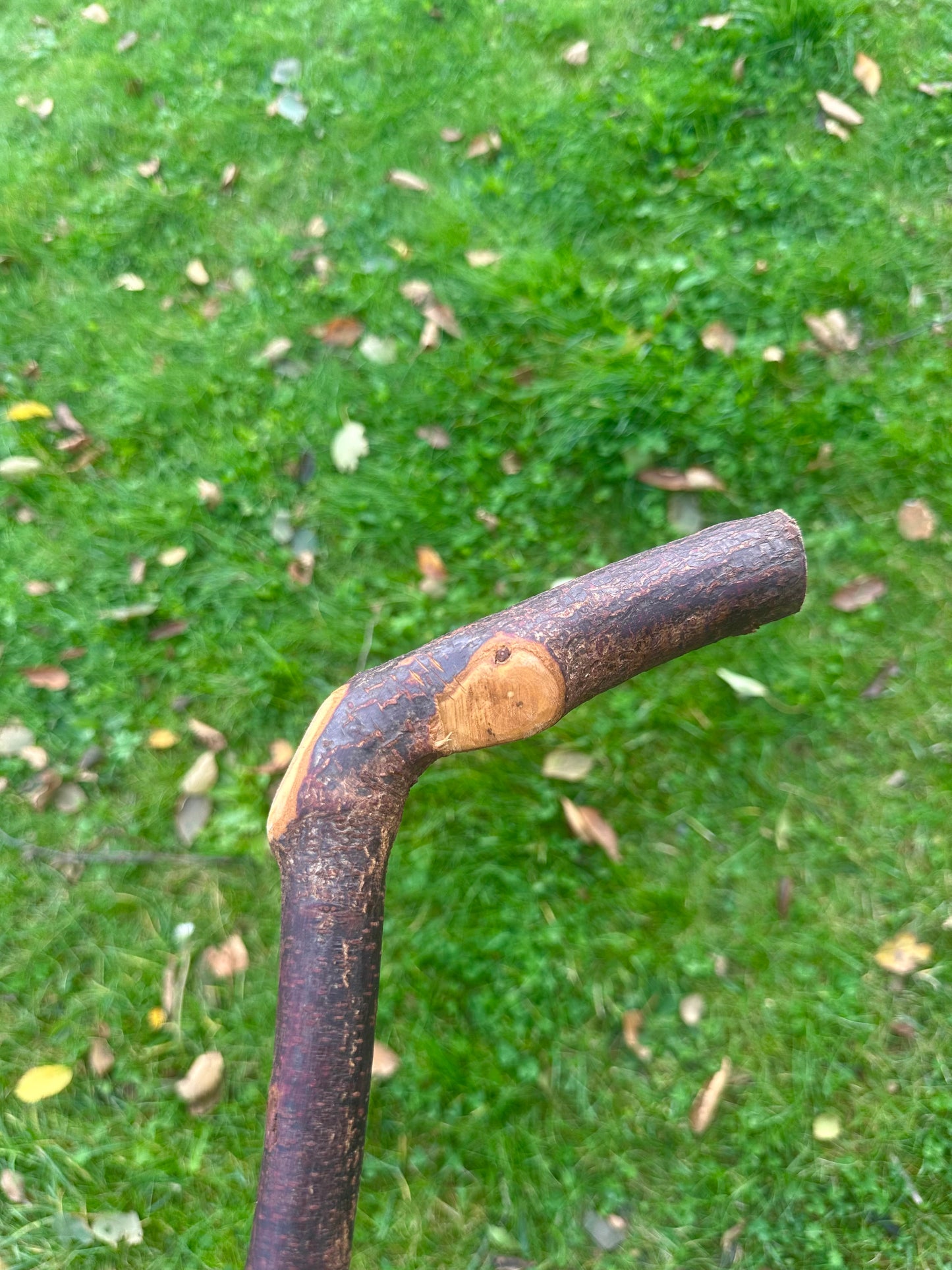 Blackthorn Walking Stick with L Handle - 110 cm / 43 inches