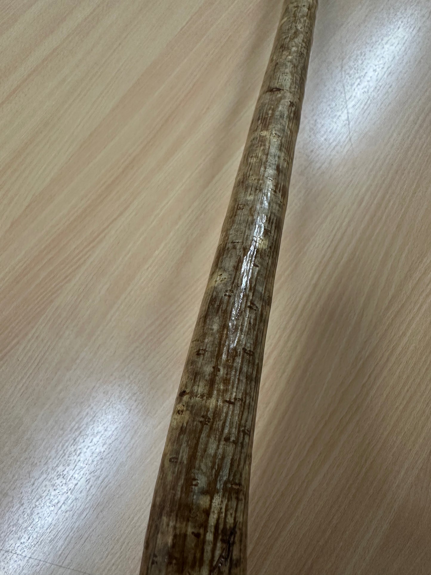 One-Piece Hazel Walking Stick with Large Round Handle – 98cm