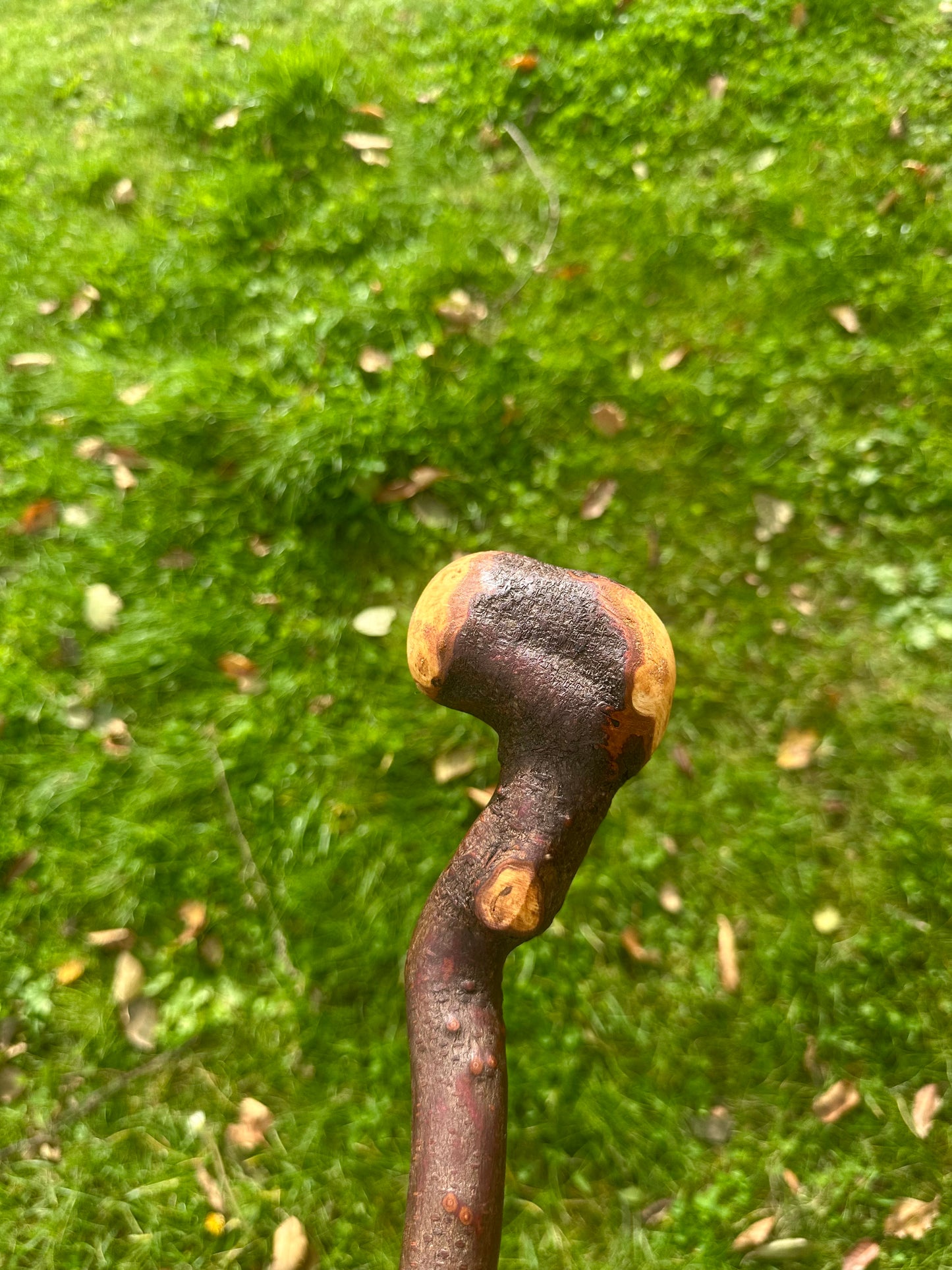 Blackthorn Walking Stick with Round Handle and Natural Dent - 100 cm / 39 inches