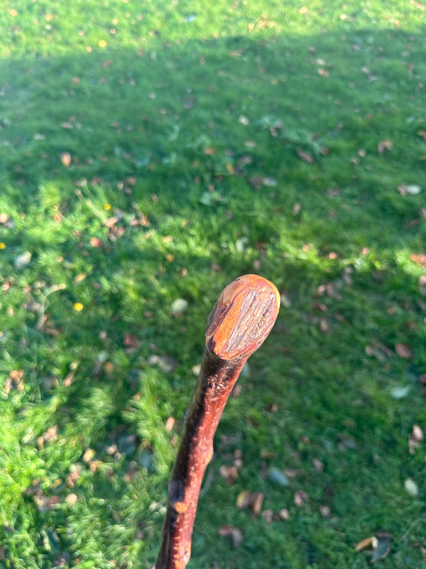 Blackthorn Walking Stick with Small Curved Handle – 98cm
