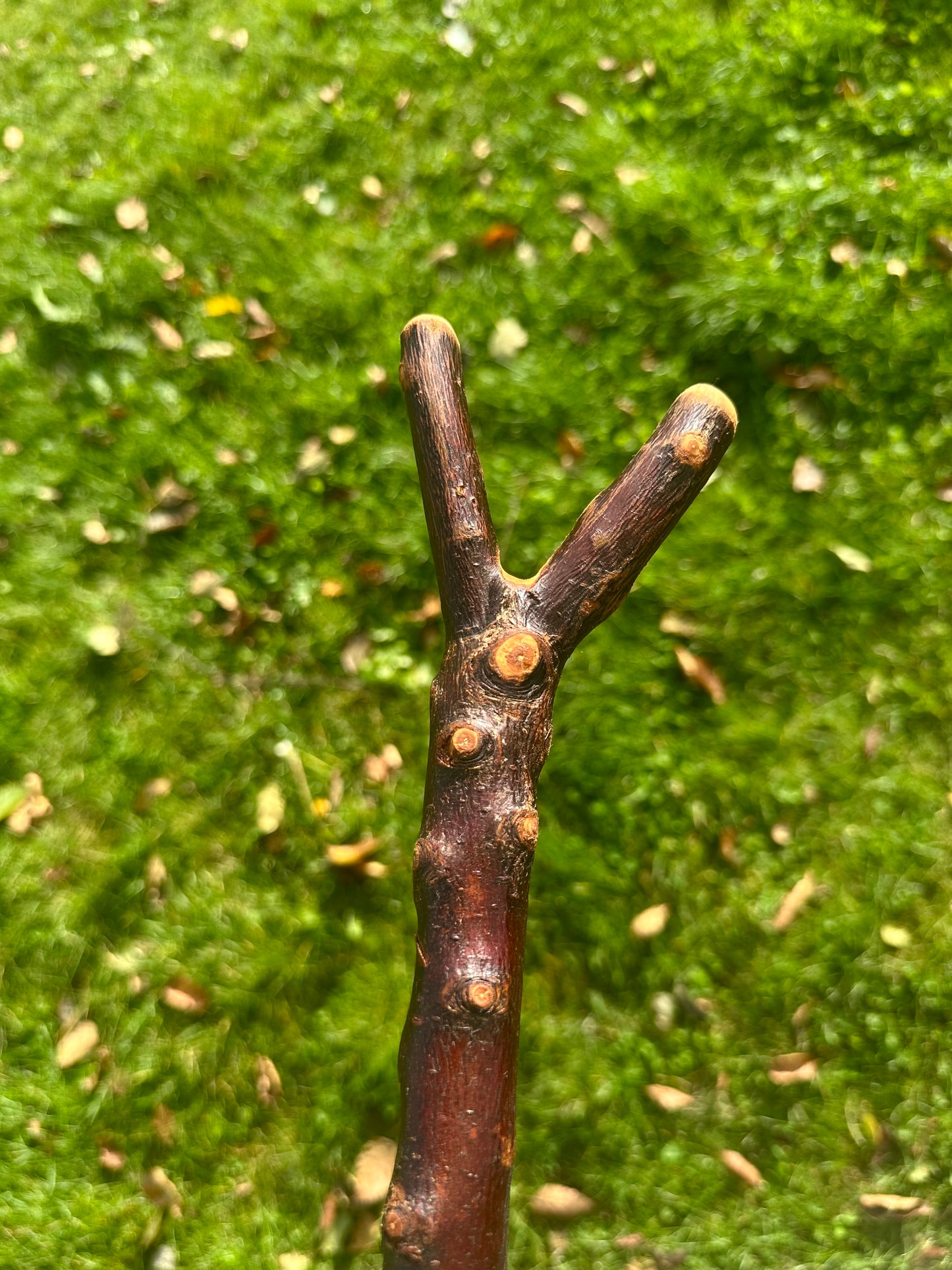 Hazel Walking Stick with Thumb Handle - 106 cm / 41.7 inches