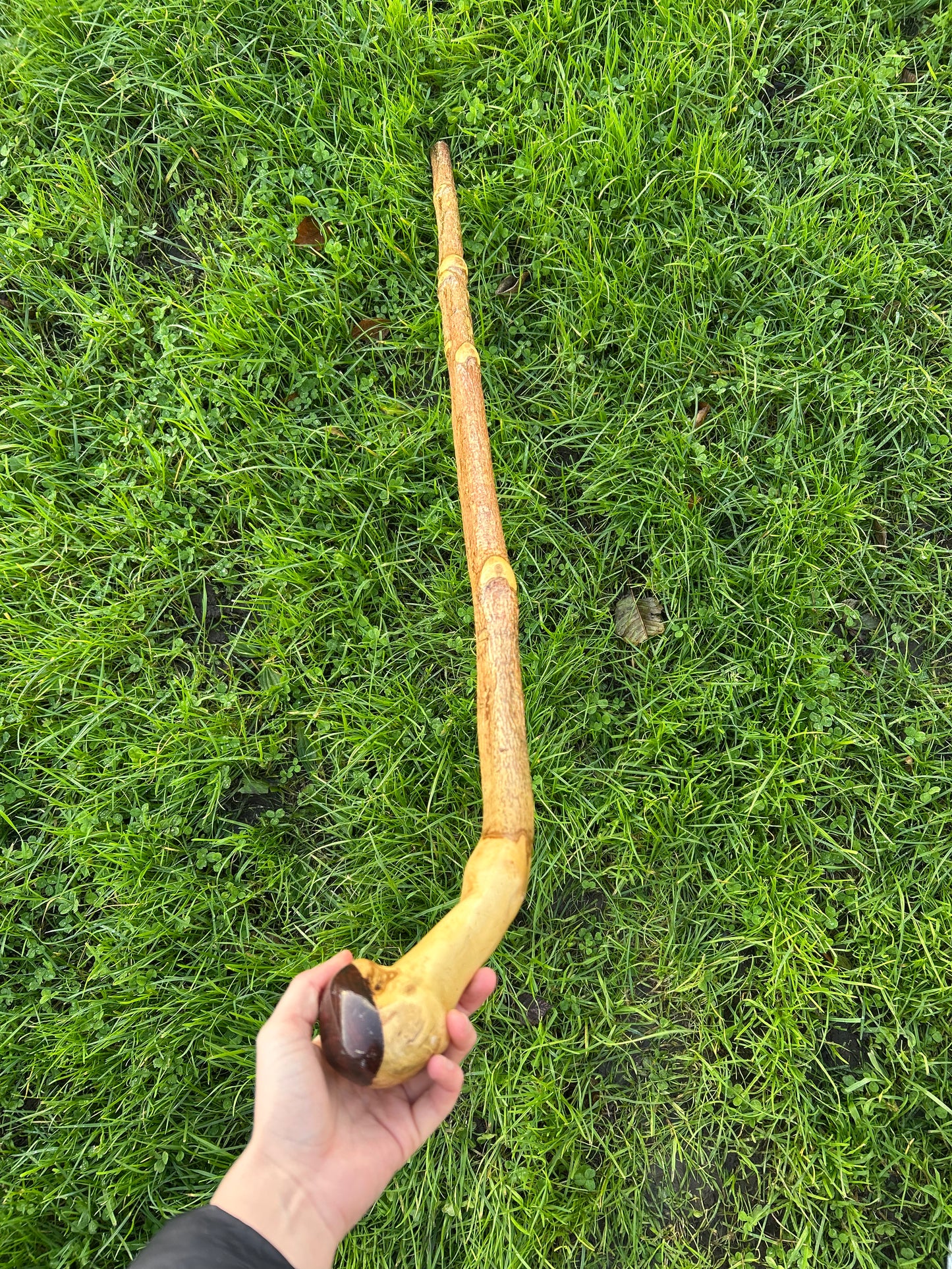 Luxury Hazel Walking Stick with Dark Varnished Head – 107 cm (42”)