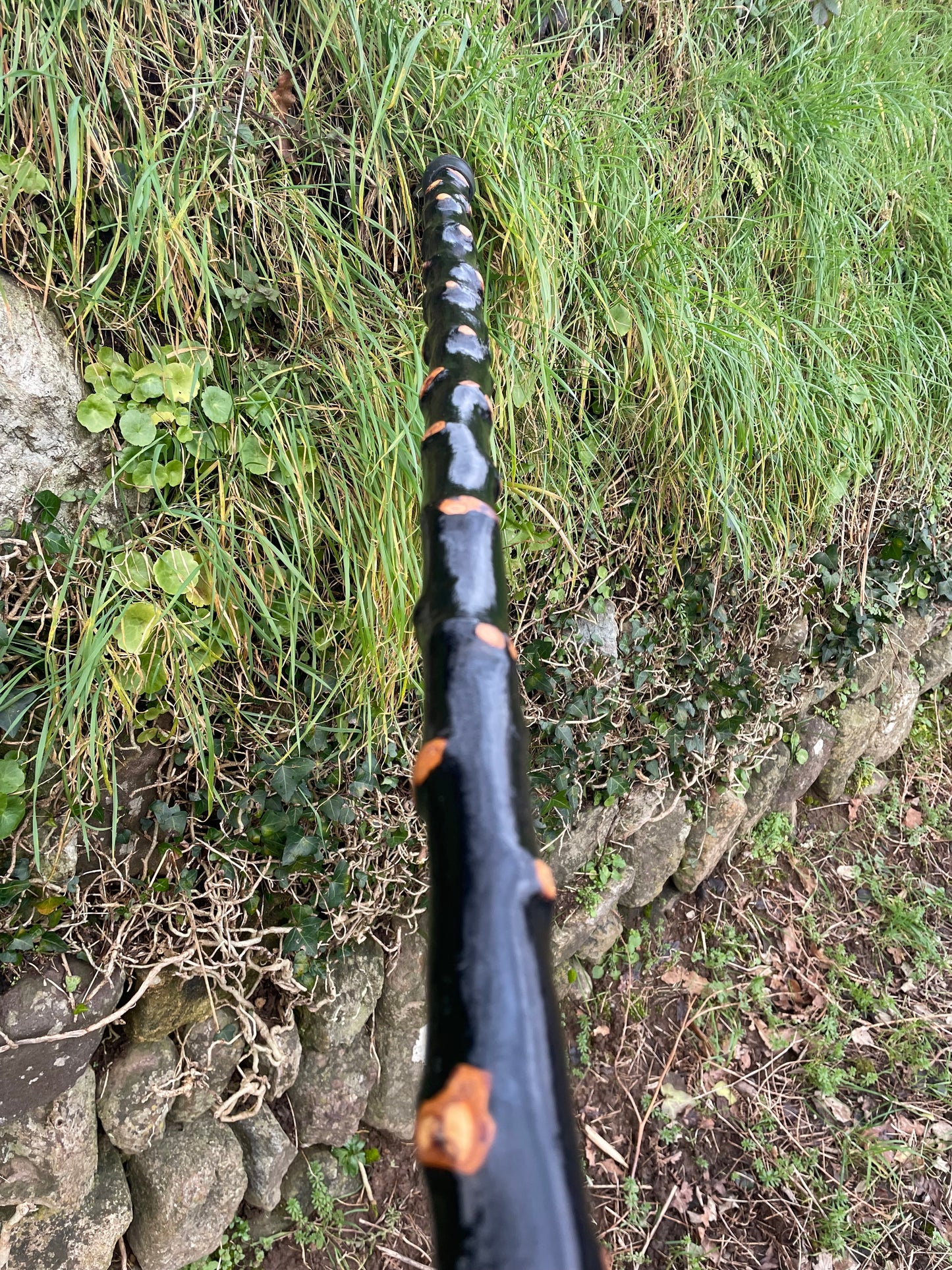 Luxury Blackthorn walking stick with Bulb head