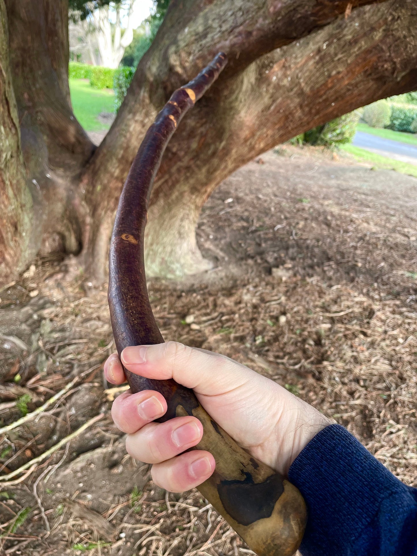 Curved Blackthorn #9 | Irish Walking Sticks