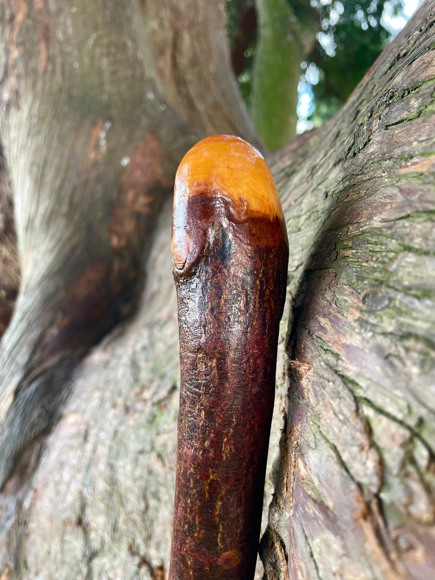 Curved Blackthorn Stick | Irish Walking Sticks