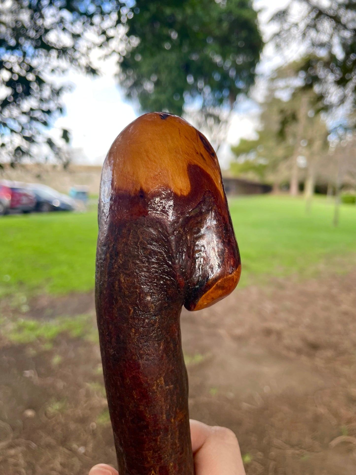 Curved Blackthorn Stick | Irish Walking Sticks