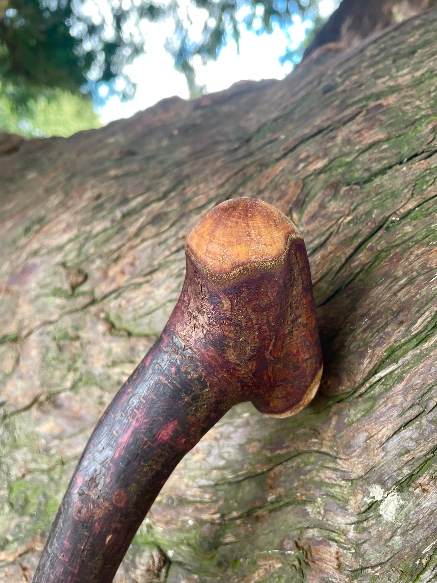 Curved Blackthorn #8 | Irish Walking Sticks