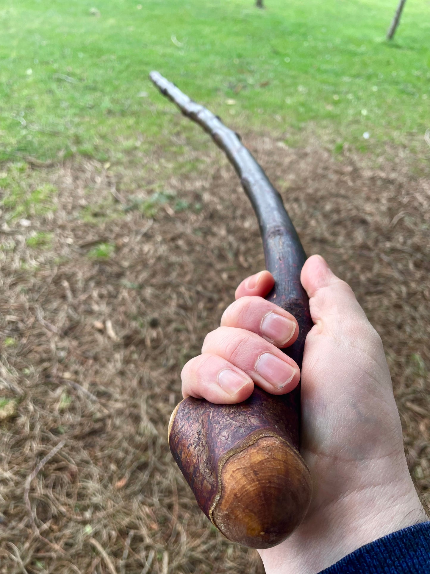 Curved Blackthorn #8 | Irish Walking Sticks
