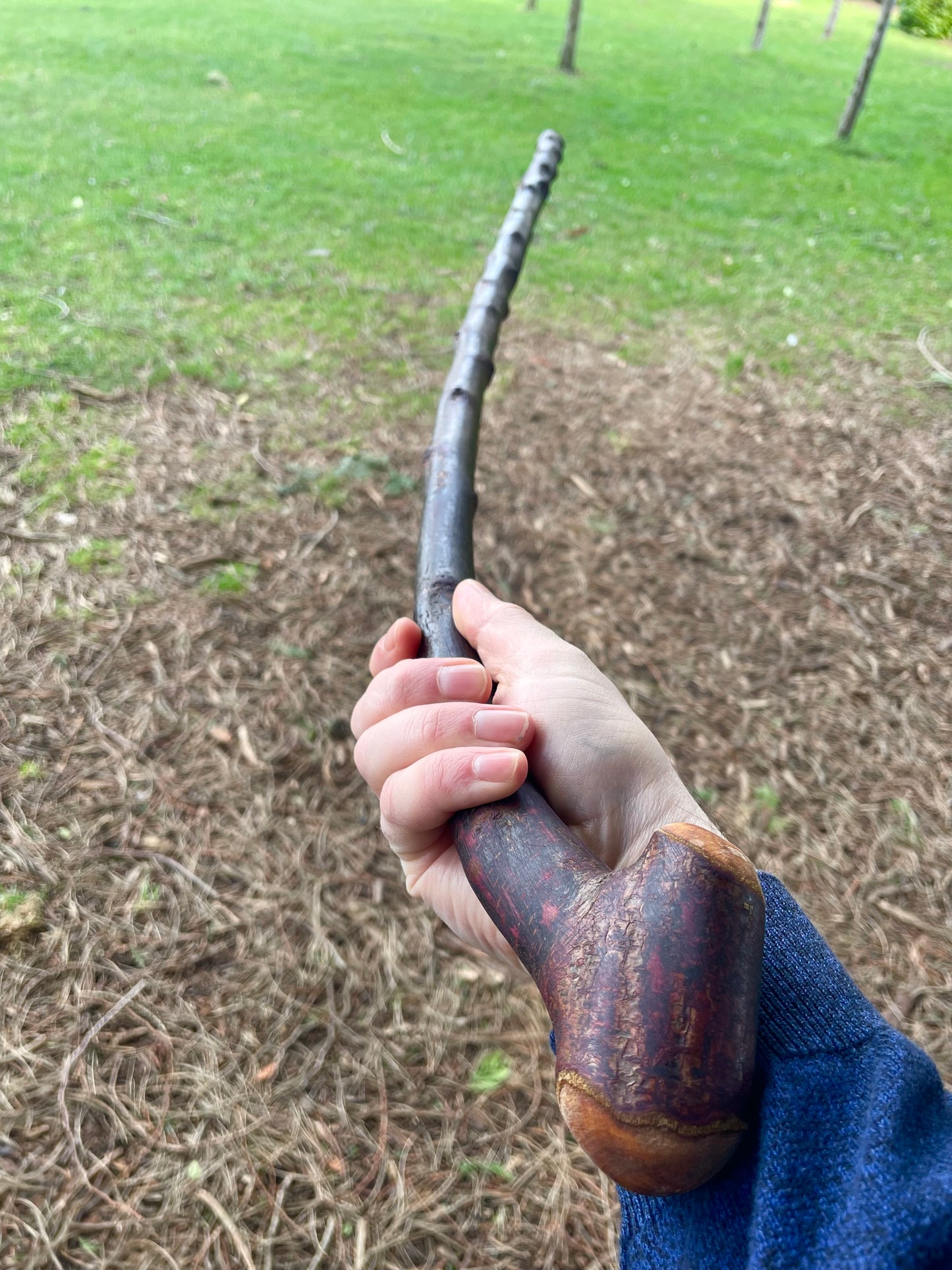 Curved Blackthorn #8 | Irish Walking Sticks