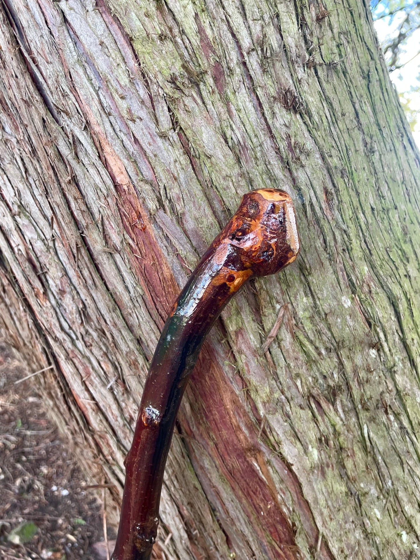 Curved Blackthorn #7 | Irish Walking Sticks