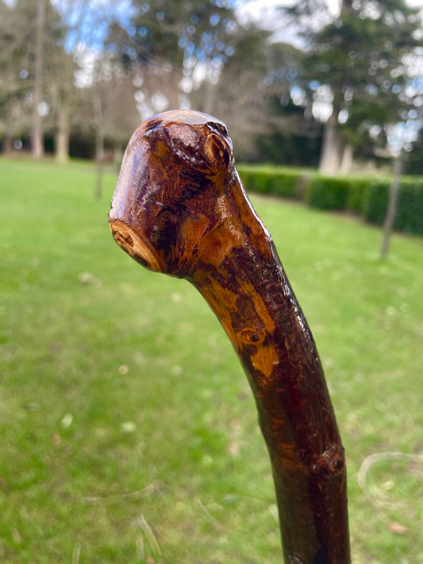 Curved Blackthorn #7 | Irish Walking Sticks