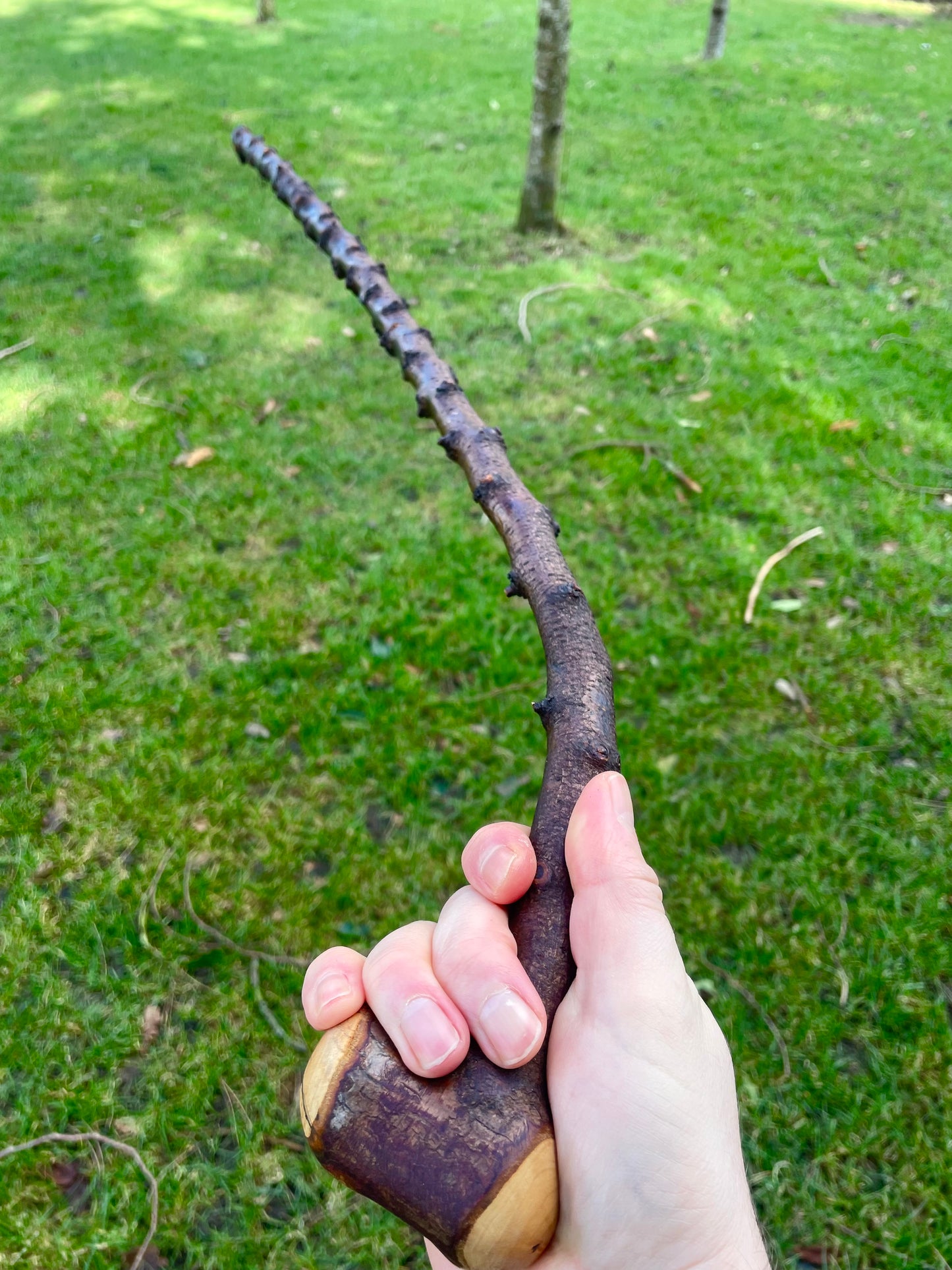 Curved Blackthorn Stick | Irish Walking Sticks